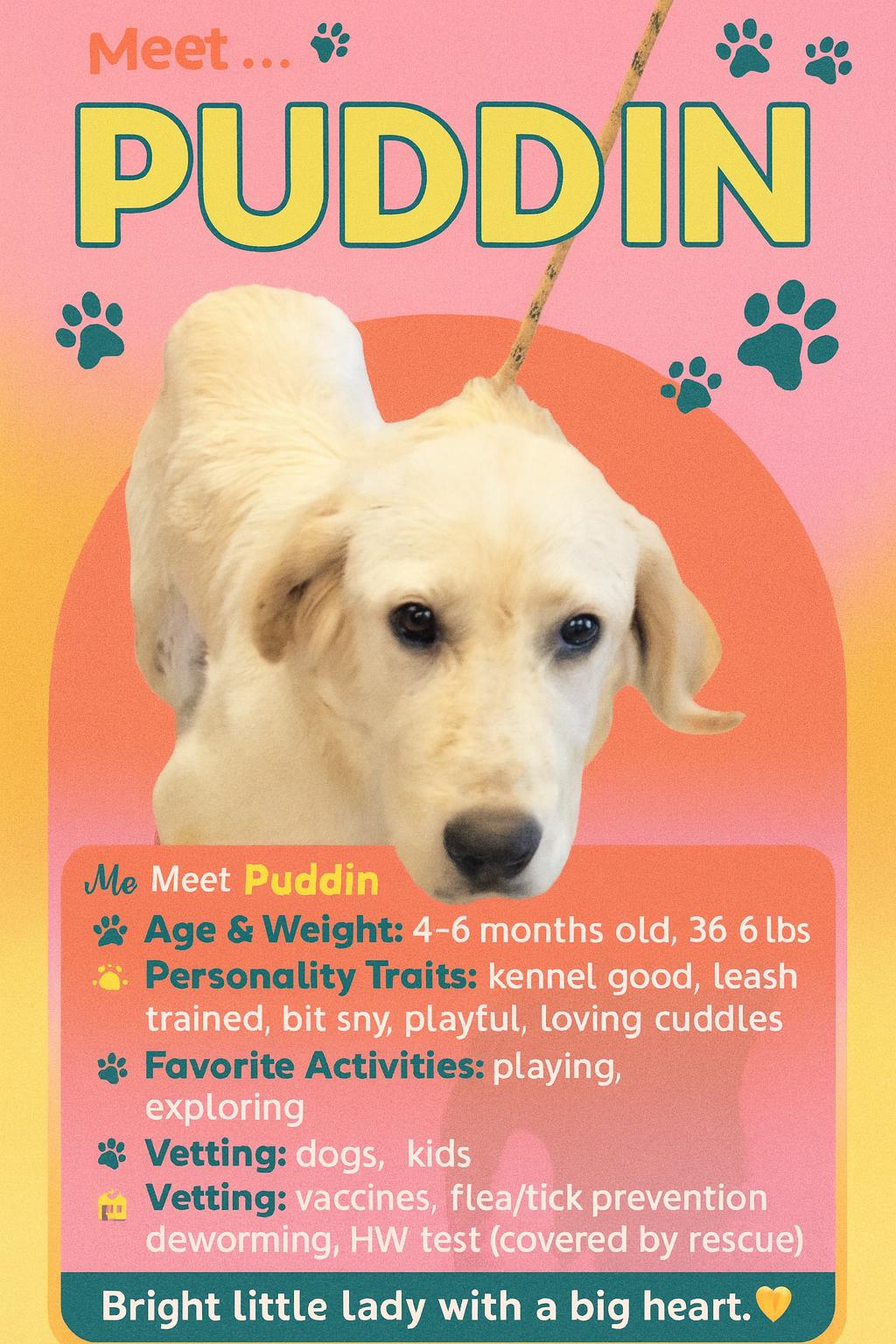 Puddin, Adopted, Young Female Mixed Breed.