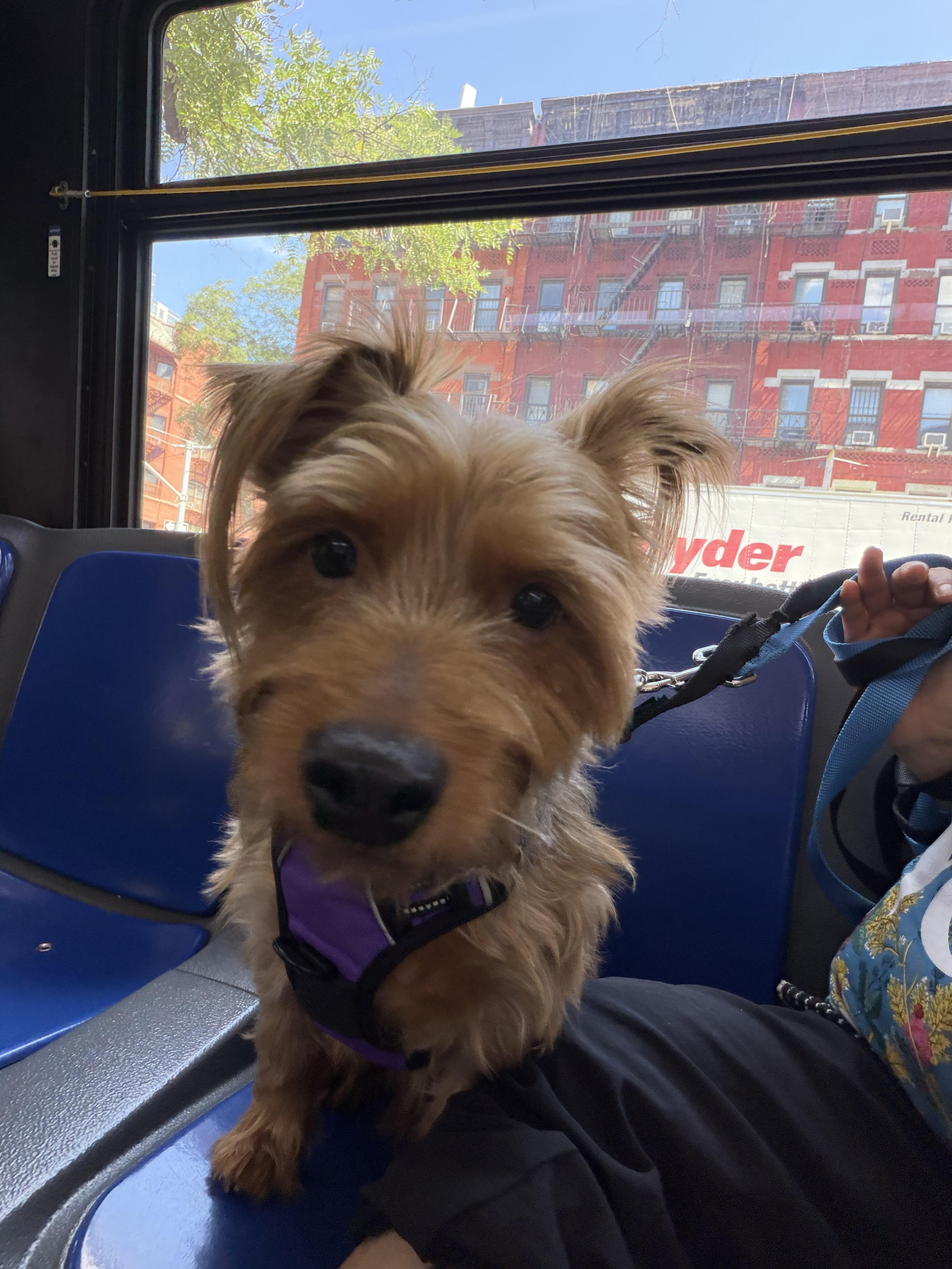 Enlarge Pluto, an adoptable Yorkshire Terrier in Asbury Park, NJ image 5/5
