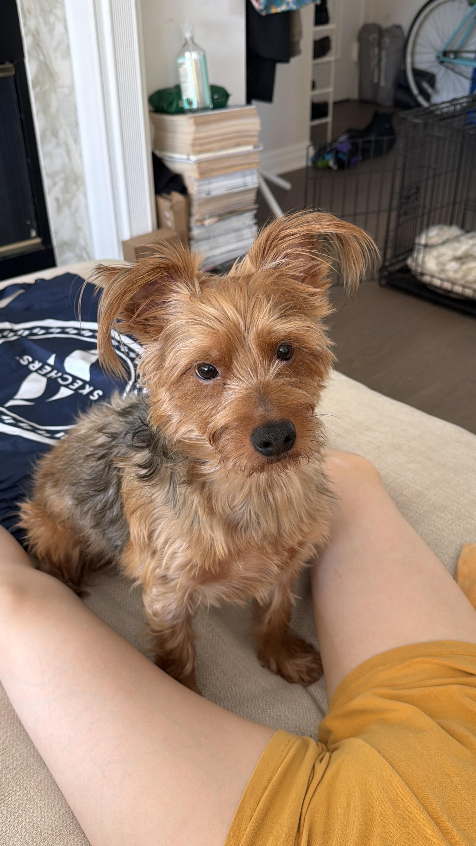 Enlarge Pluto, an adoptable Yorkshire Terrier in Asbury Park, NJ image 2/5