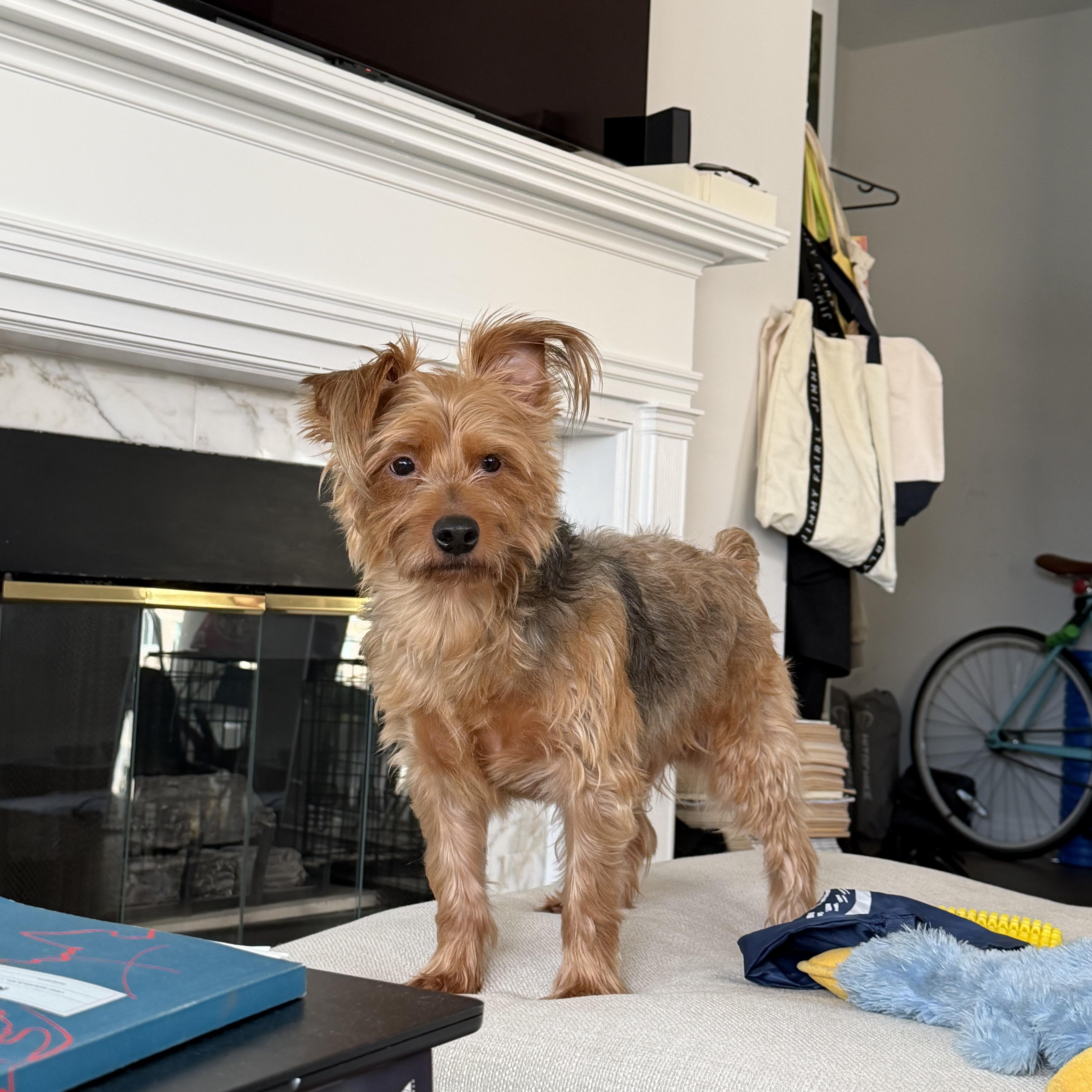 Enlarge Pluto, an adoptable Yorkshire Terrier in Asbury Park, NJ image 1/5