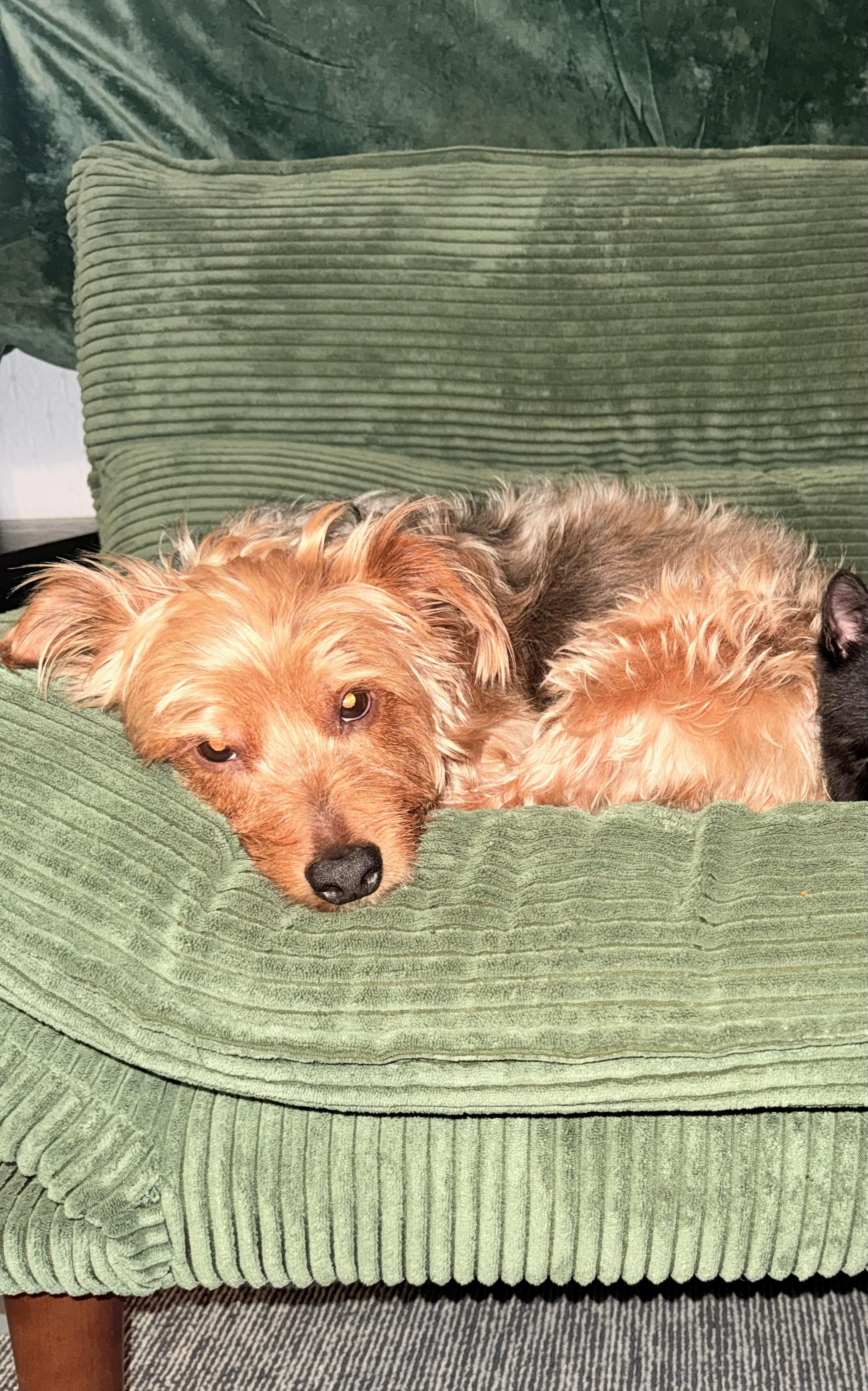 Enlarge Pluto, an adoptable Yorkshire Terrier in Asbury Park, NJ image 3/5