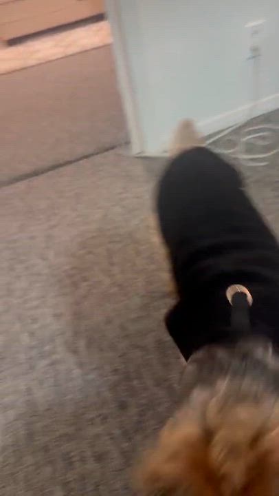 Enlarge Pluto, an adoptable Yorkshire Terrier in Asbury Park, NJ video 4/5