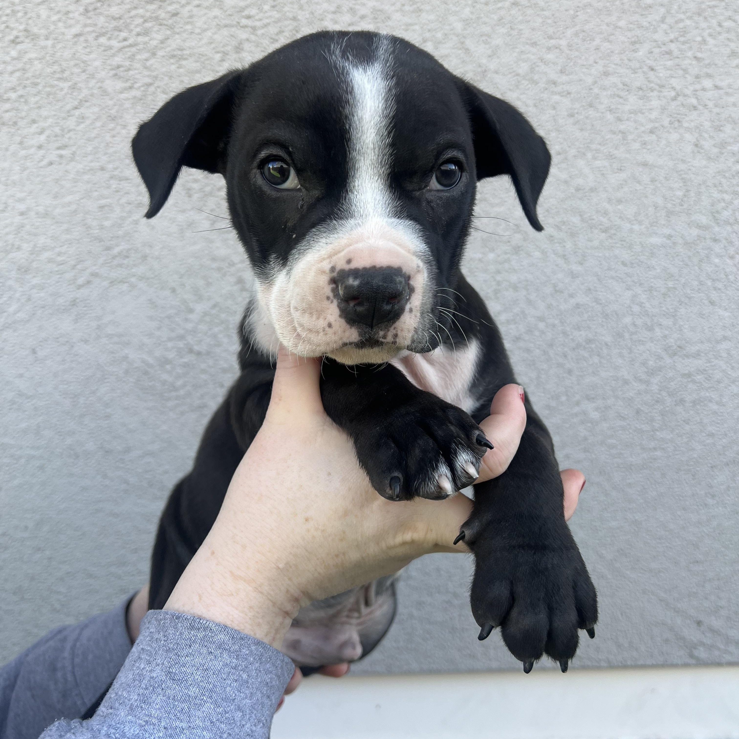 Enlarge Smee, a Adoptable mixed breed in Henderson, NV image 2/2