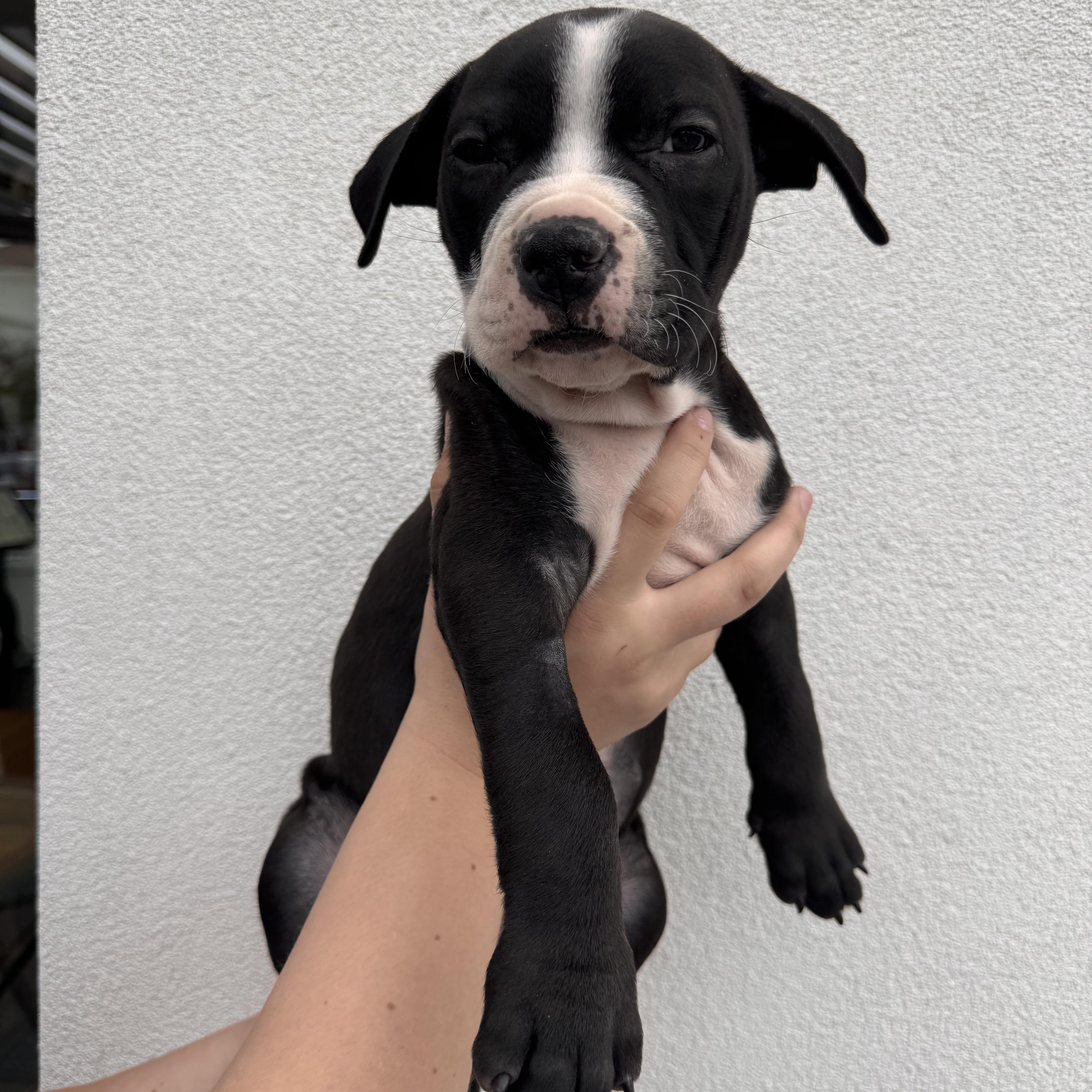 Enlarge Smee, a Adoptable mixed breed in Henderson, NV image 1/2