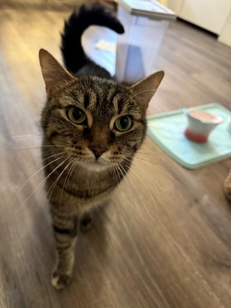 Eevee (Sammy Sweetheart) (Adoption fee 45 dollars), a ADOPTABLE Domestic Short Hair in Duluth, GA image 1/5
