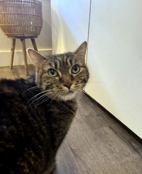 Eevee (Sammy Sweetheart) (Adoption fee 45 dollars), a ADOPTABLE Domestic Short Hair in Duluth, GA image 4/5