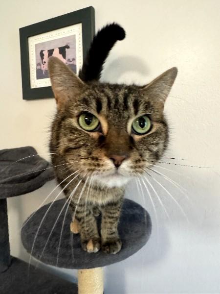 Eevee (Sammy Sweetheart) (Adoption fee 45 dollars), a ADOPTABLE Domestic Short Hair in Duluth, GA image 2/5
