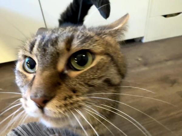 Eevee (Sammy Sweetheart) (Adoption fee 45 dollars), a ADOPTABLE Domestic Short Hair in Duluth, GA image 5/5