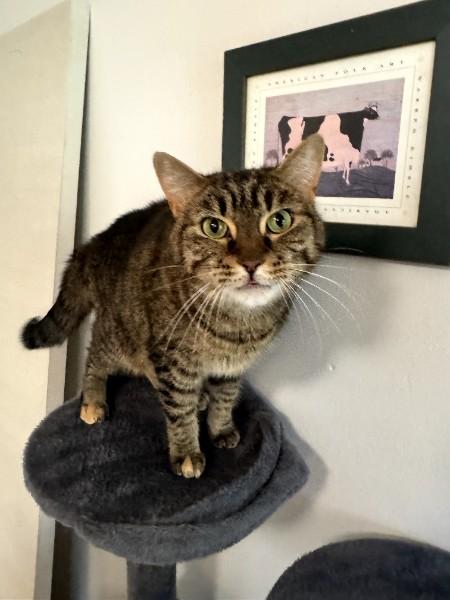 Eevee (Sammy Sweetheart) (Adoption fee 45 dollars), a ADOPTABLE Domestic Short Hair in Duluth, GA image 3/5