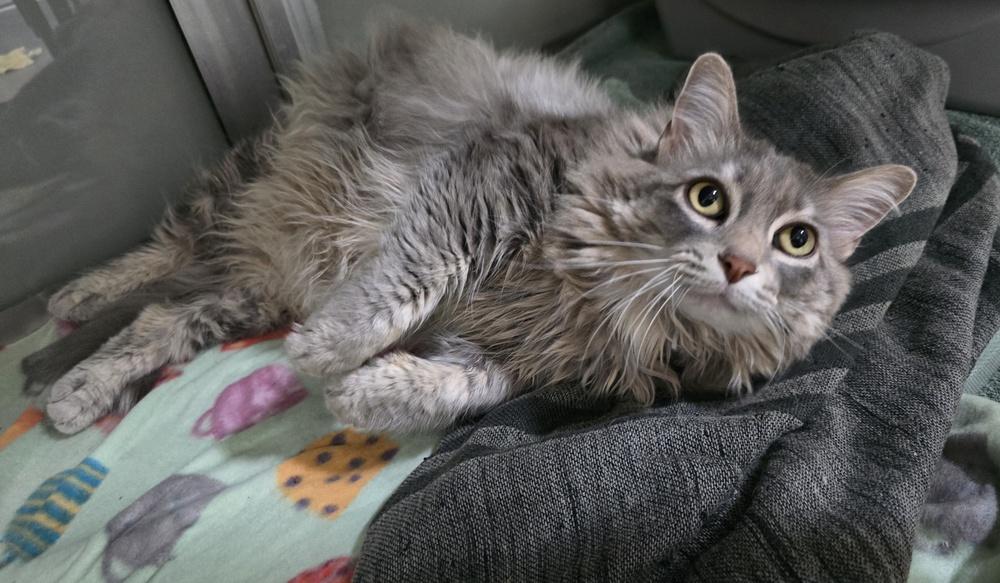 Emmy, Adopted, Adult Female Domestic Long Hair.