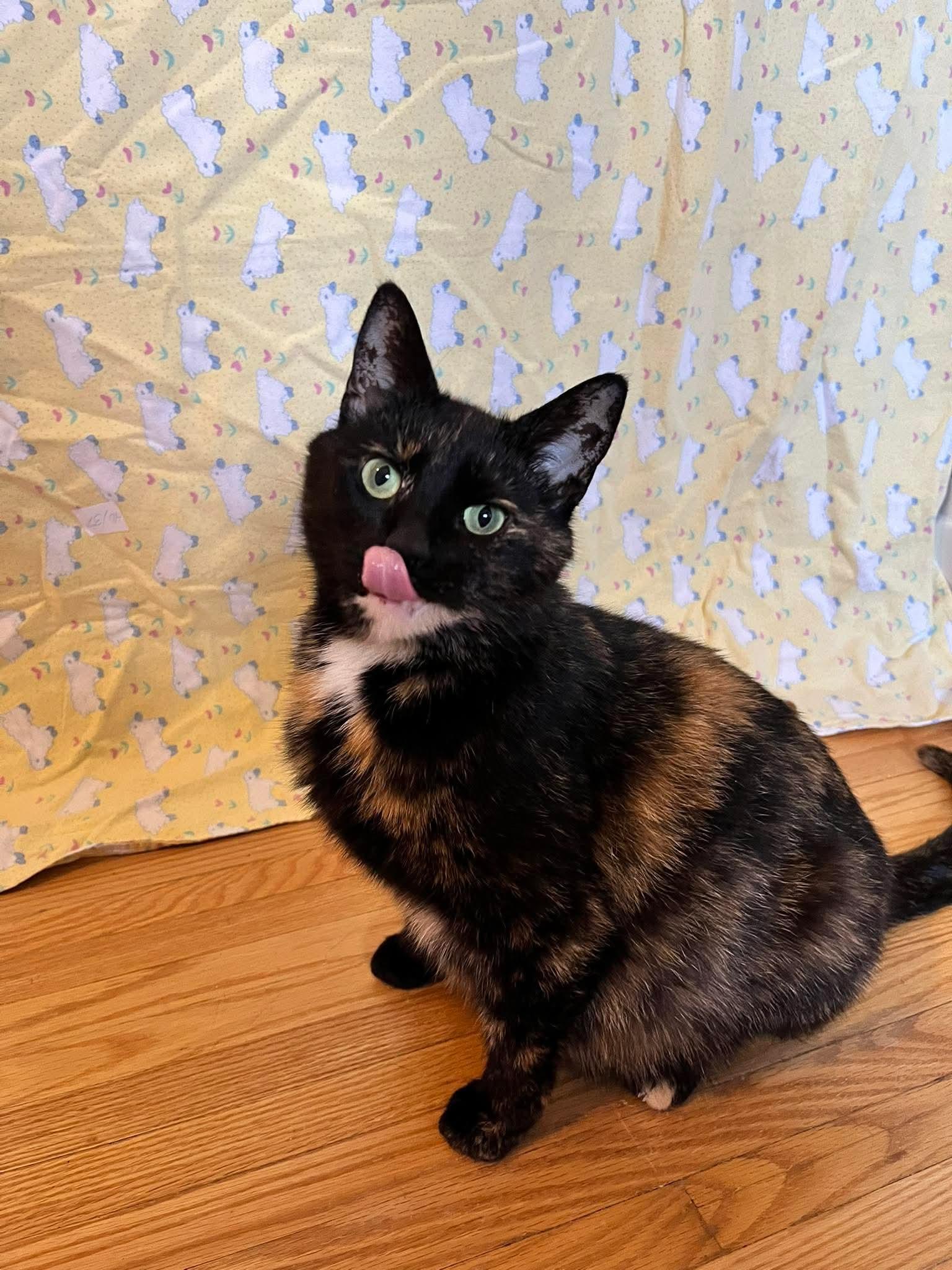 Enlarge BUTTERCUP, an adopted Domestic Short Hair in Tillsonburg, ON image 1/6