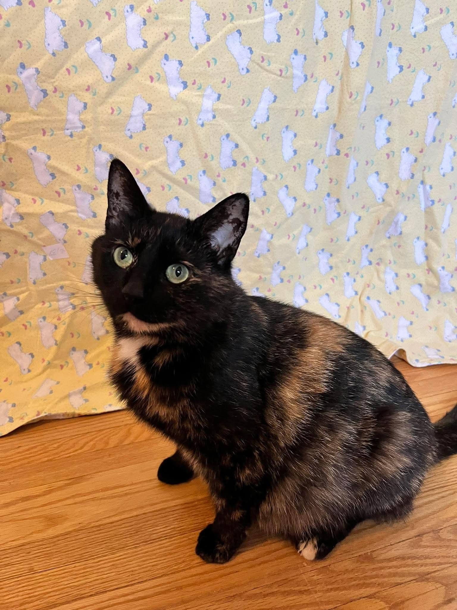 Enlarge BUTTERCUP, an adopted Domestic Short Hair in Tillsonburg, ON image 5/6