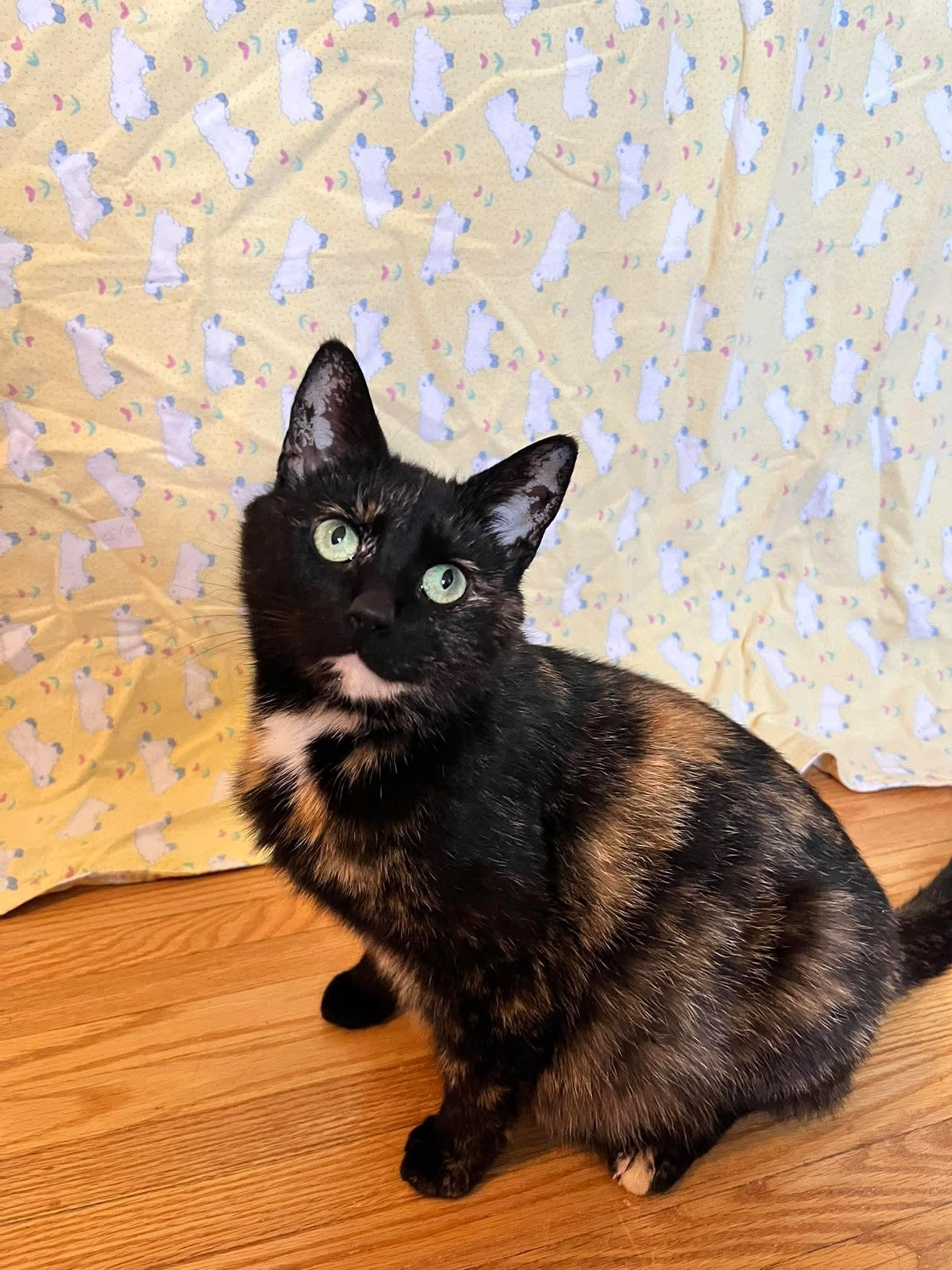 Enlarge BUTTERCUP, an adopted Domestic Short Hair in Tillsonburg, ON image 4/6
