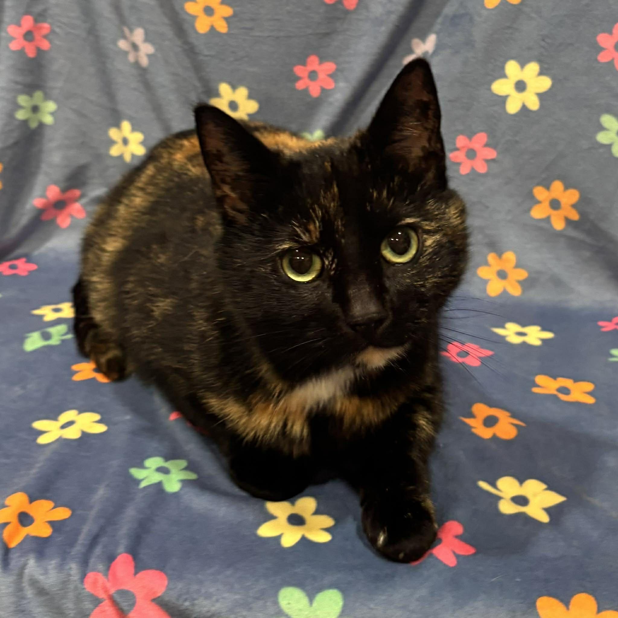 Enlarge BUTTERCUP, an adopted Domestic Short Hair in Tillsonburg, ON image 3/6