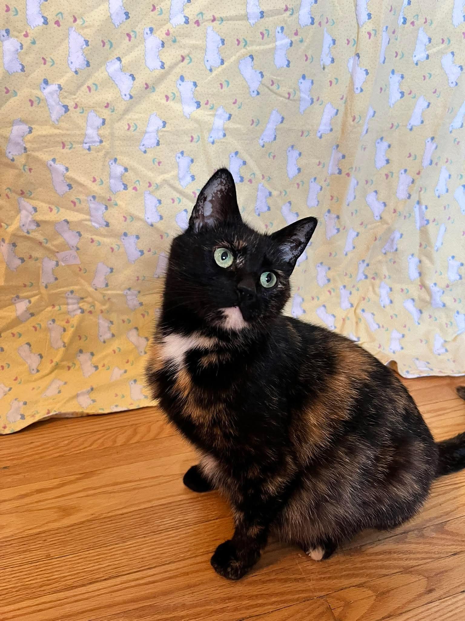 Enlarge BUTTERCUP, an adopted Domestic Short Hair in Tillsonburg, ON image 6/6