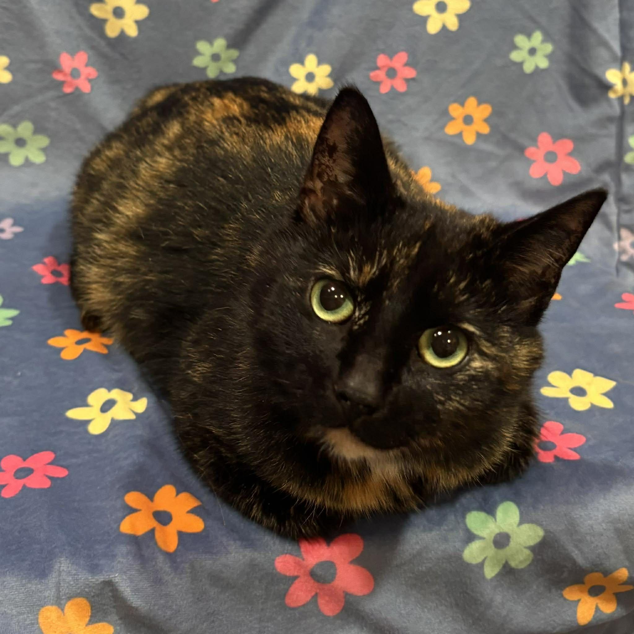 Enlarge BUTTERCUP, an adopted Domestic Short Hair in Tillsonburg, ON image 2/6