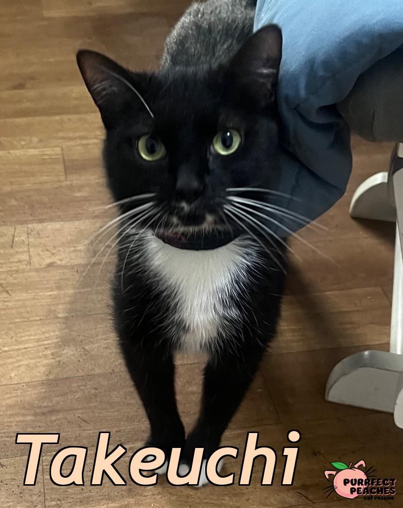 Enlarge Takeuchi, a Adoptable mixed breed in Douglasville, GA image 2/3