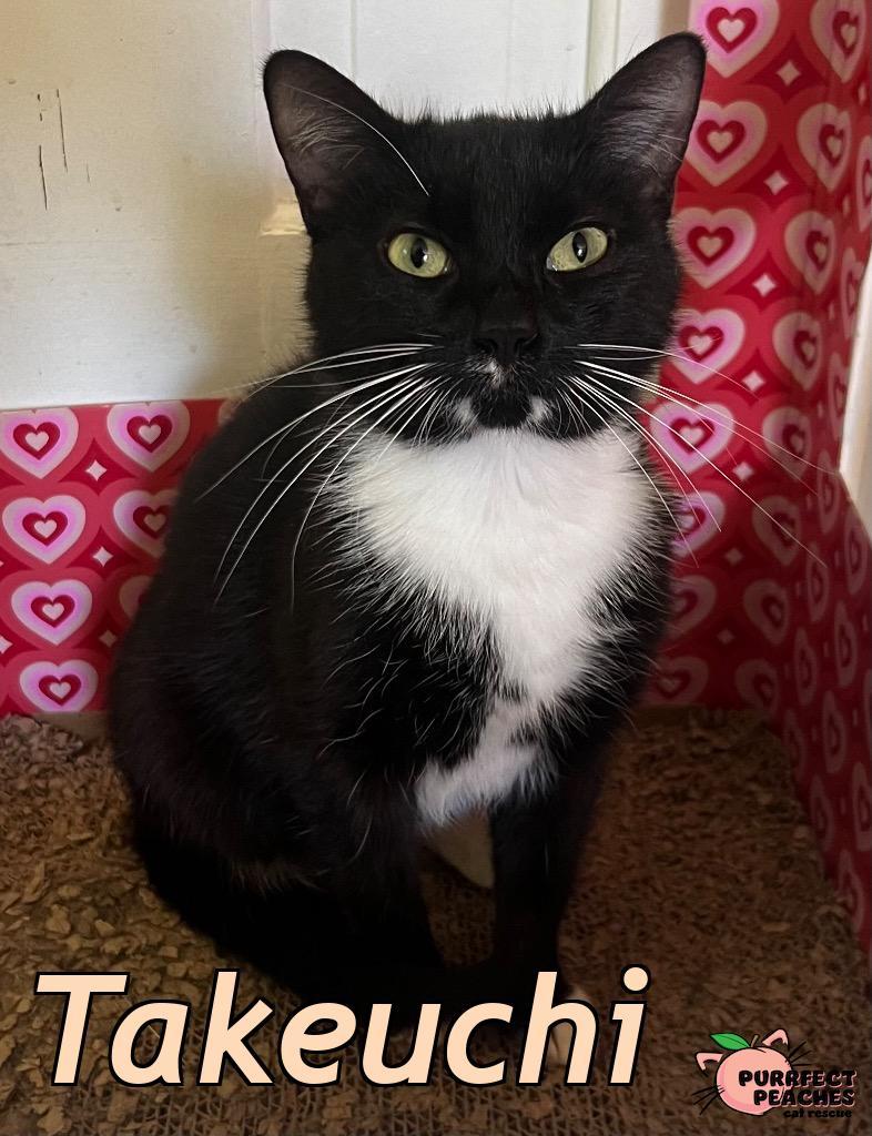 Enlarge Takeuchi, a Adoptable mixed breed in Douglasville, GA image 3/3