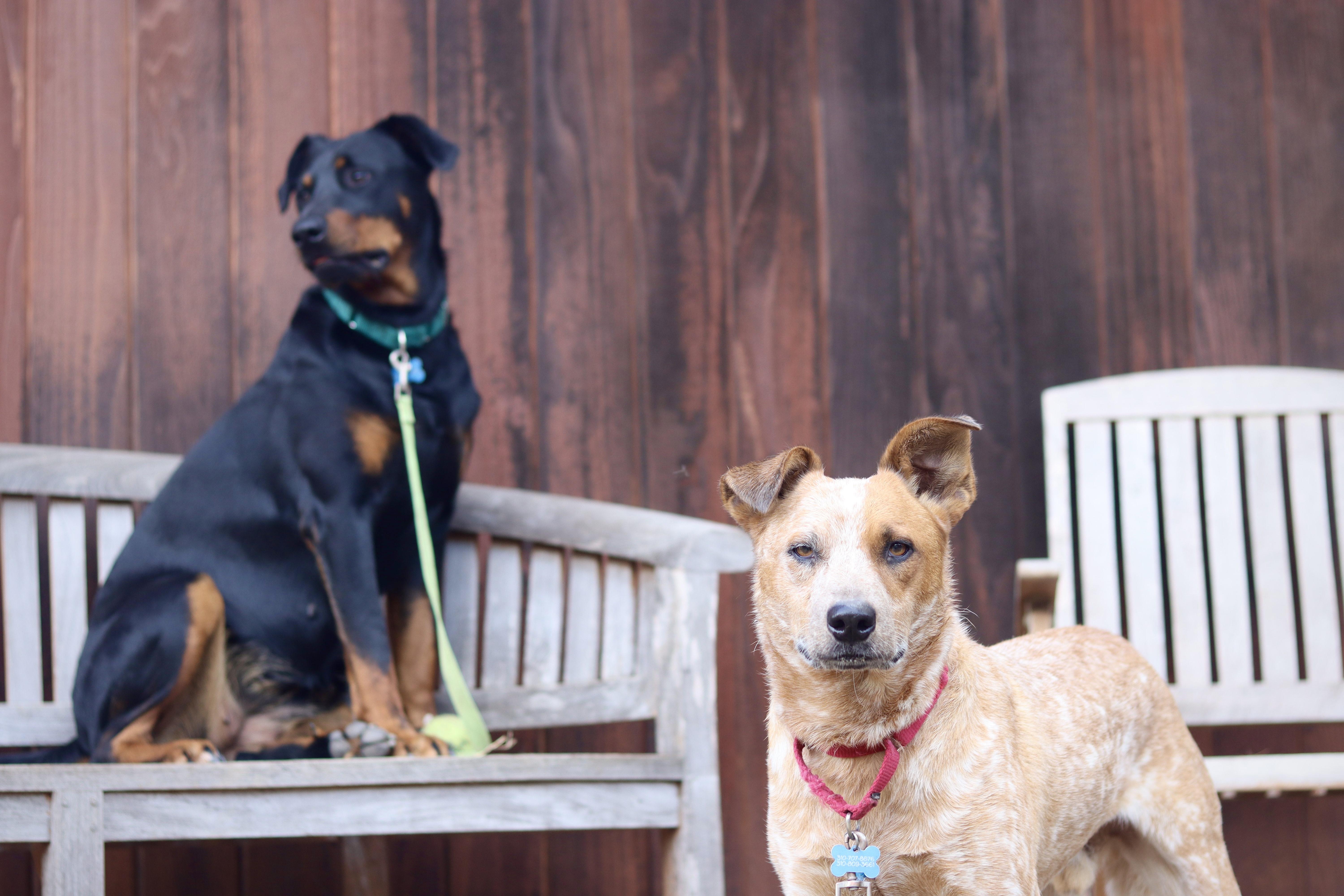 Chester, a Adoptable Australian Cattle Dog / Blue Heeler in Rancho Palos Verdes , CA image 6/6