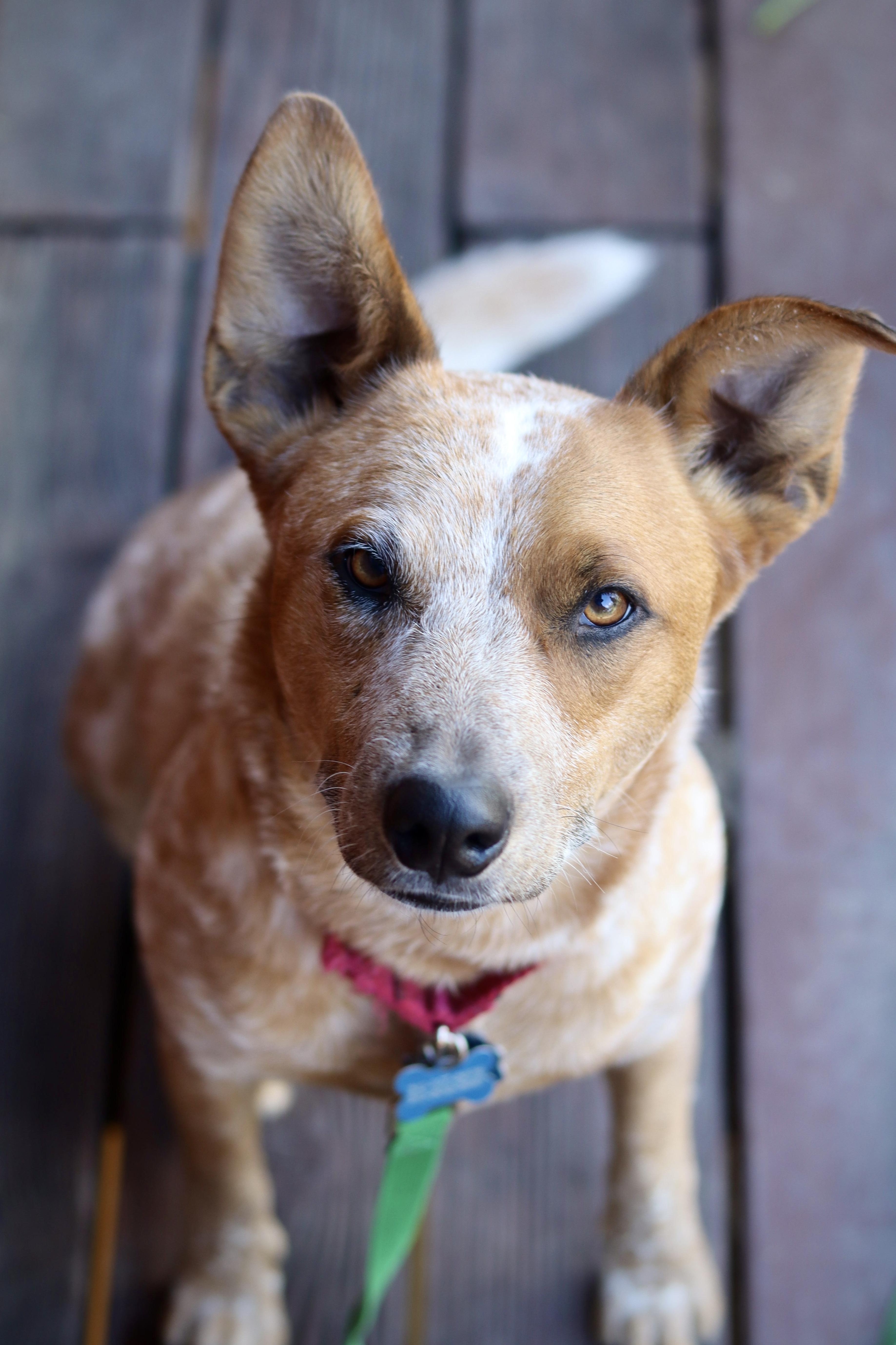 Chester, a Adoptable Australian Cattle Dog / Blue Heeler in Rancho Palos Verdes , CA image 2/6