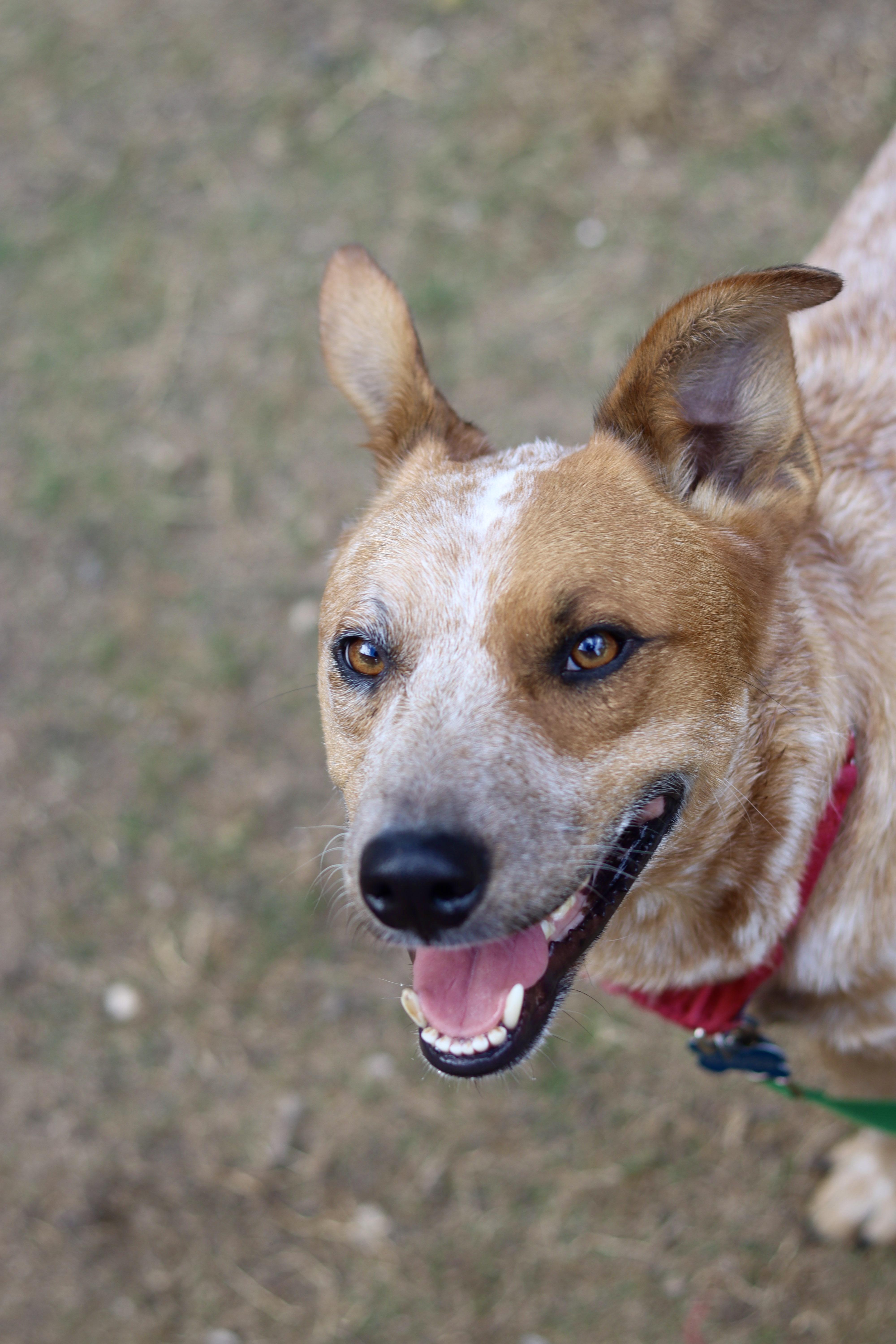 Chester, a Adoptable Australian Cattle Dog / Blue Heeler in Rancho Palos Verdes , CA image 4/6