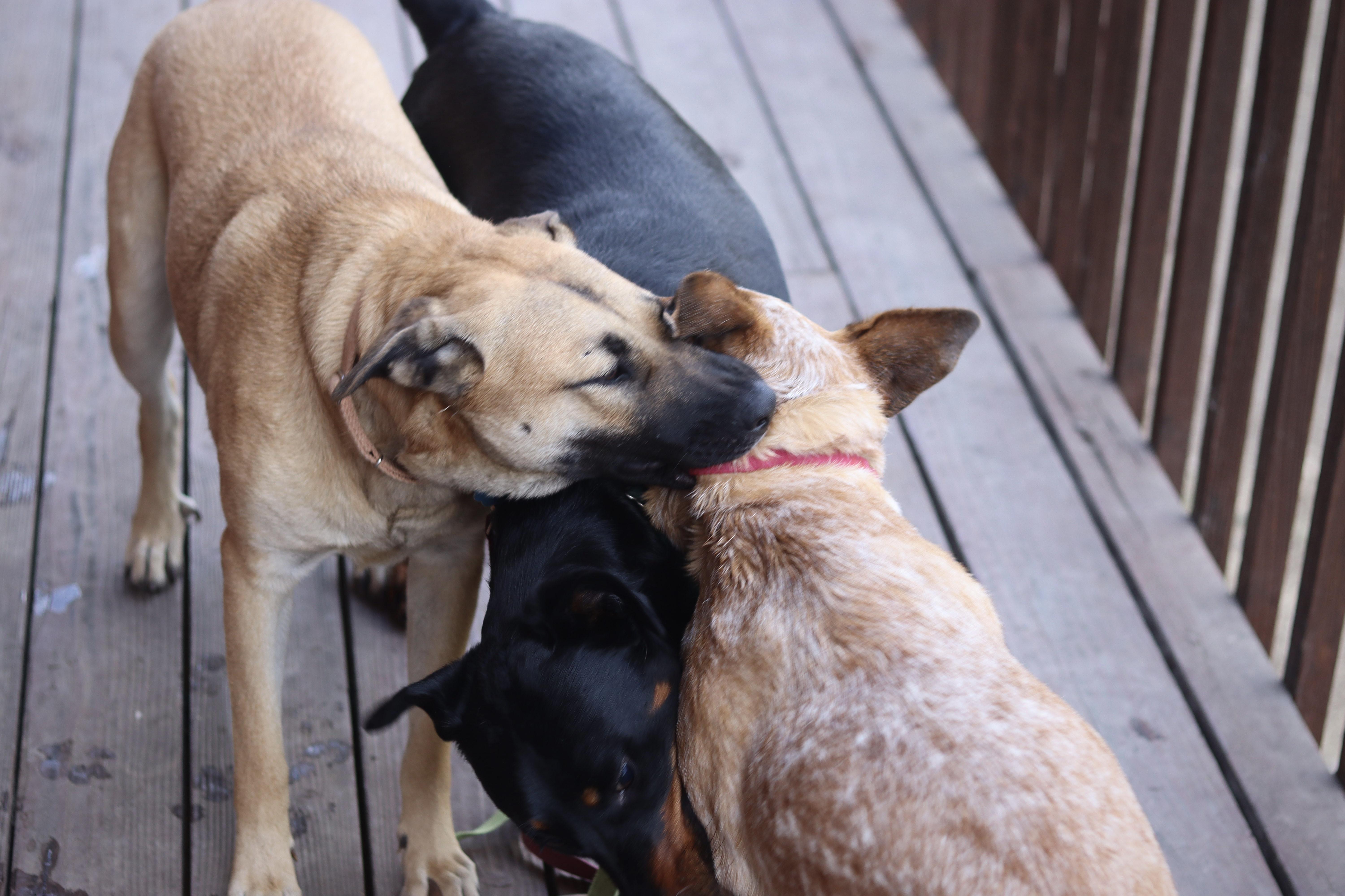 Chester, a Adoptable Australian Cattle Dog / Blue Heeler in Rancho Palos Verdes , CA image 3/6