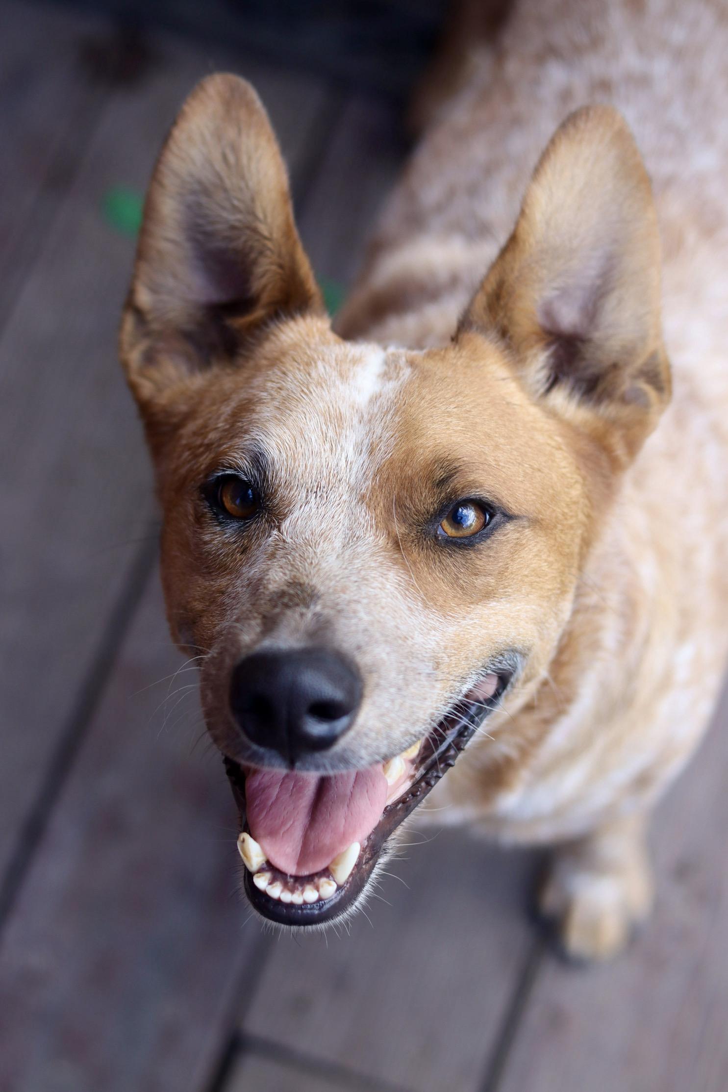 Chester, a Adoptable Australian Cattle Dog / Blue Heeler in Rancho Palos Verdes , CA image 1/6