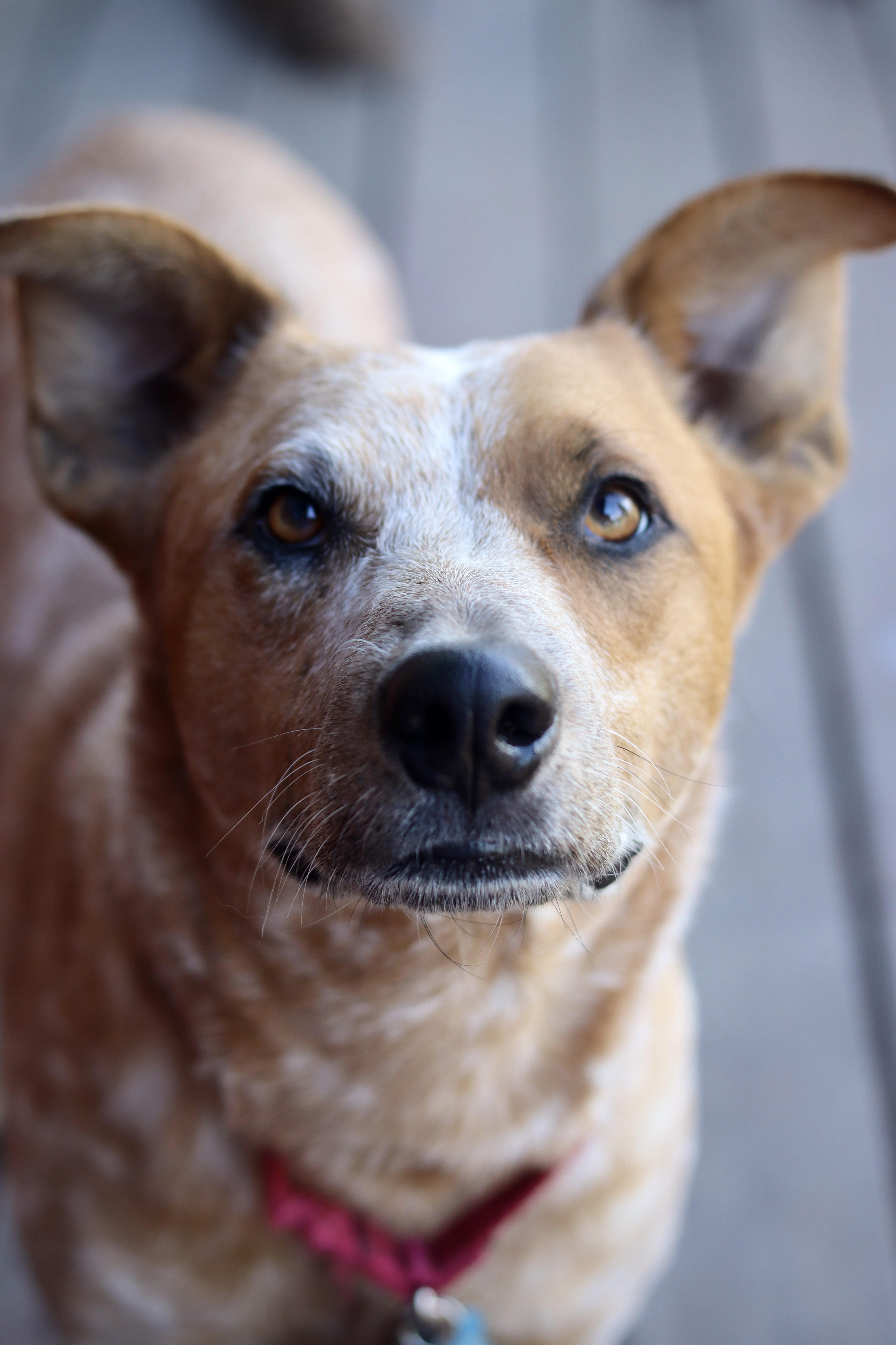 Chester, a Adoptable Australian Cattle Dog / Blue Heeler in Rancho Palos Verdes , CA image 5/6