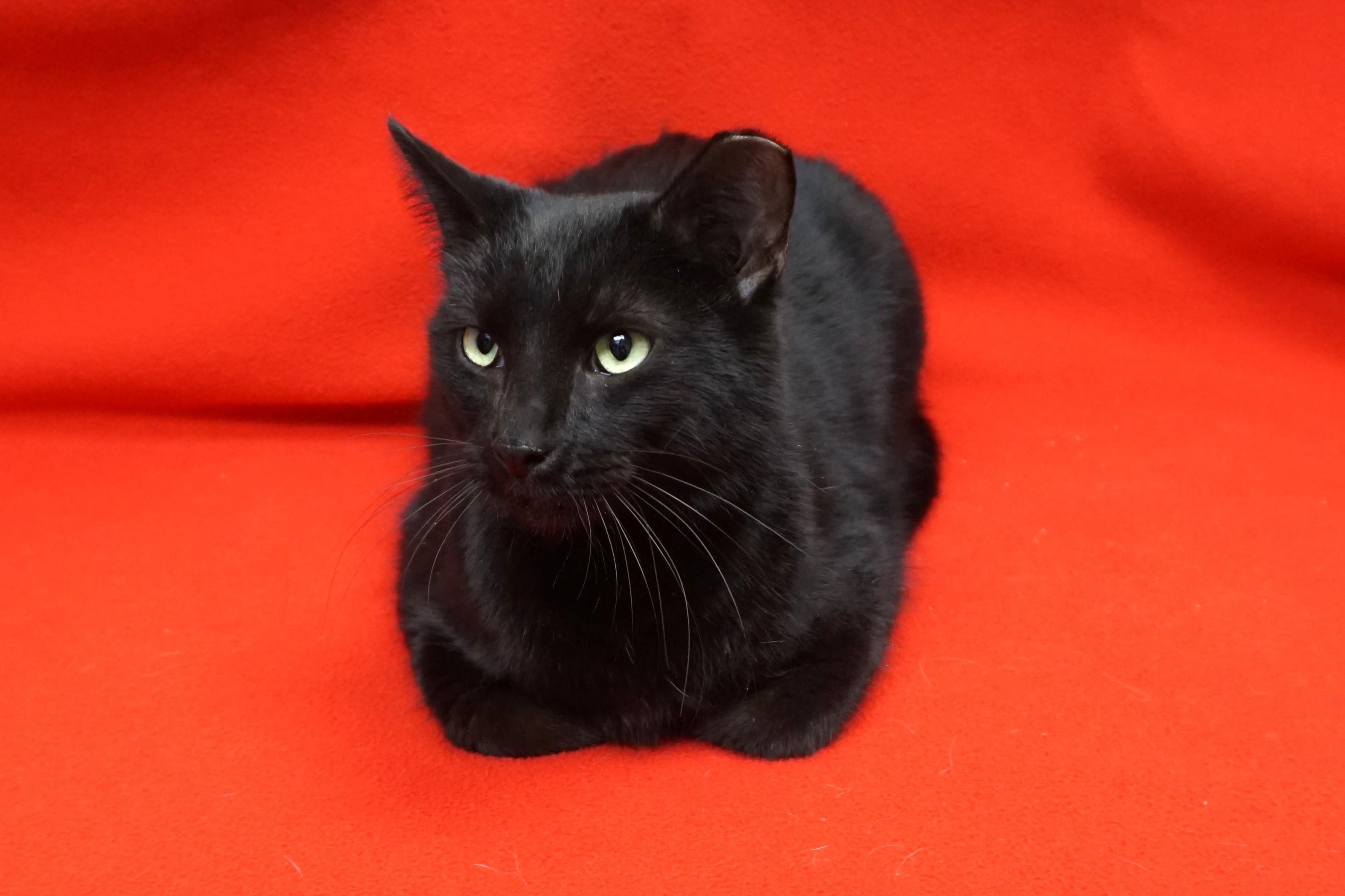 Enlarge Big Boy, an adopted Domestic Short Hair in Fountain Hills, AZ image 3/3