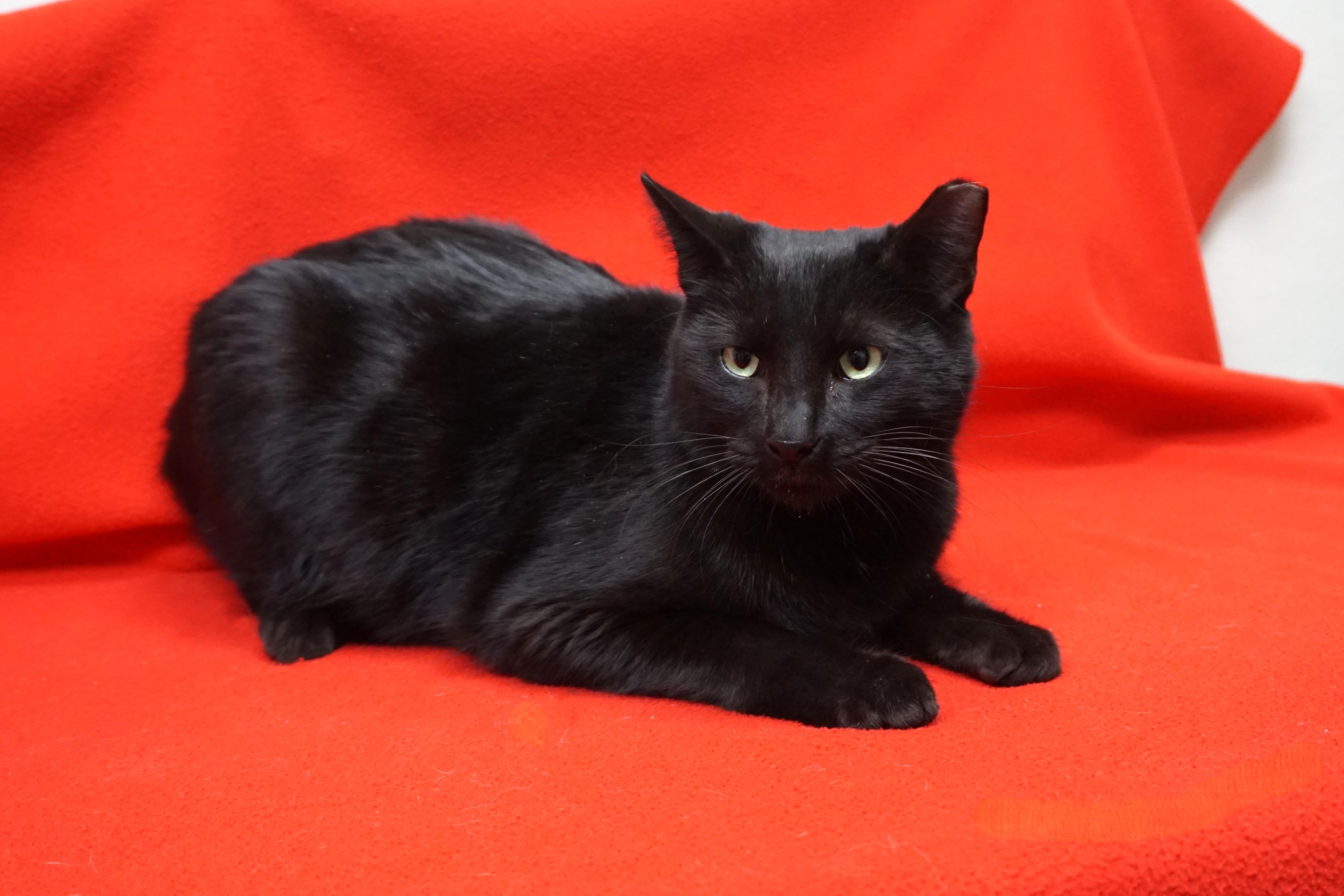 Enlarge Big Boy, an adopted Domestic Short Hair in Fountain Hills, AZ image 1/3