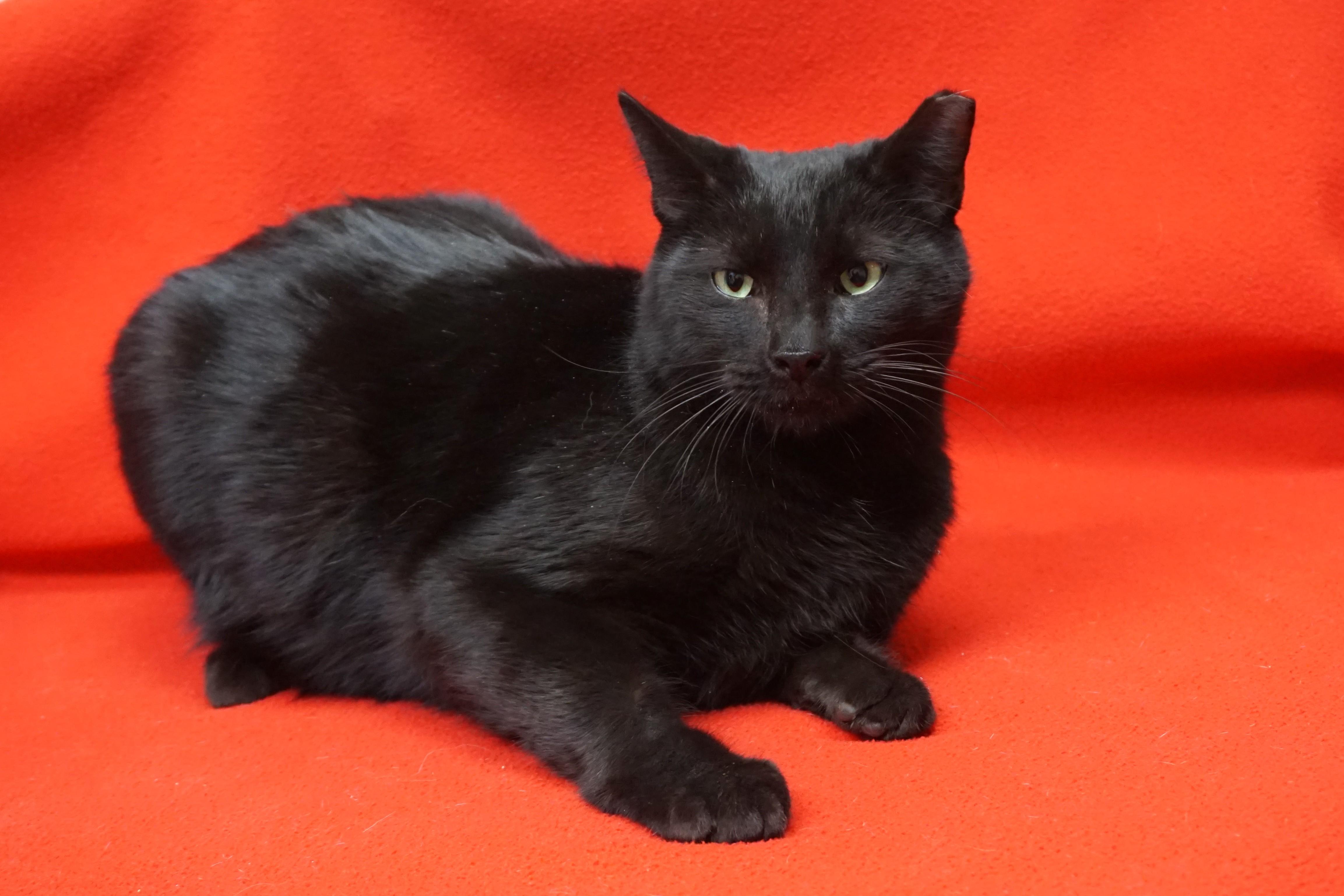 Enlarge Big Boy, an adopted Domestic Short Hair in Fountain Hills, AZ image 2/3