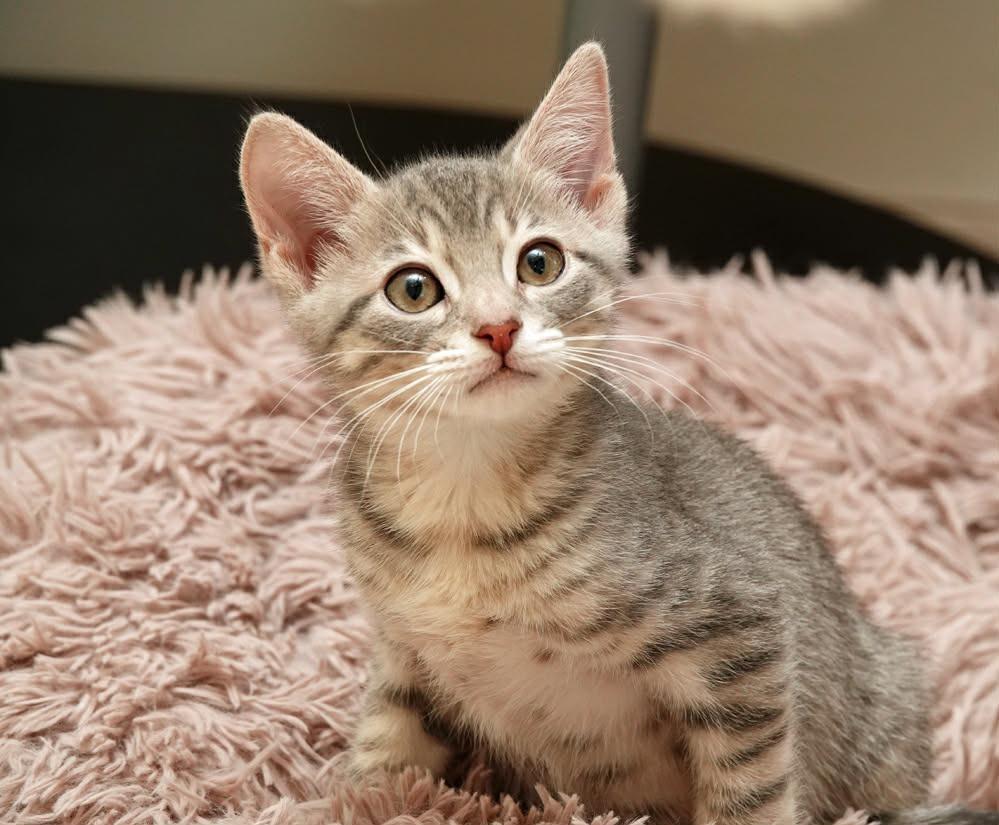 Enlarge Stocking, a Adoptable mixed breed in Kingsland, GA image 1/1