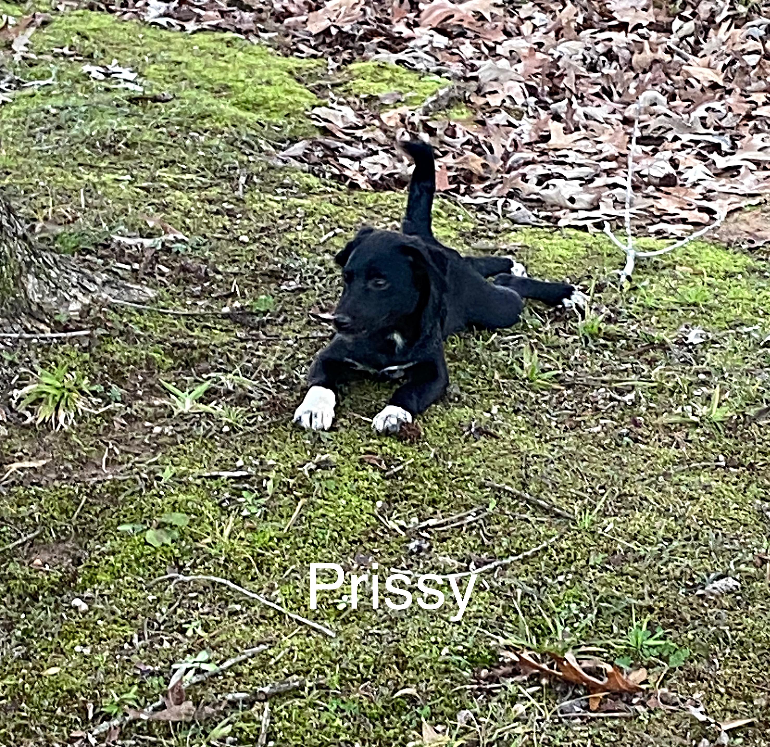Enlarge Prissy *SPONSORED FEE*, a Adoptable mixed breed in Sharon, VT image 2/2