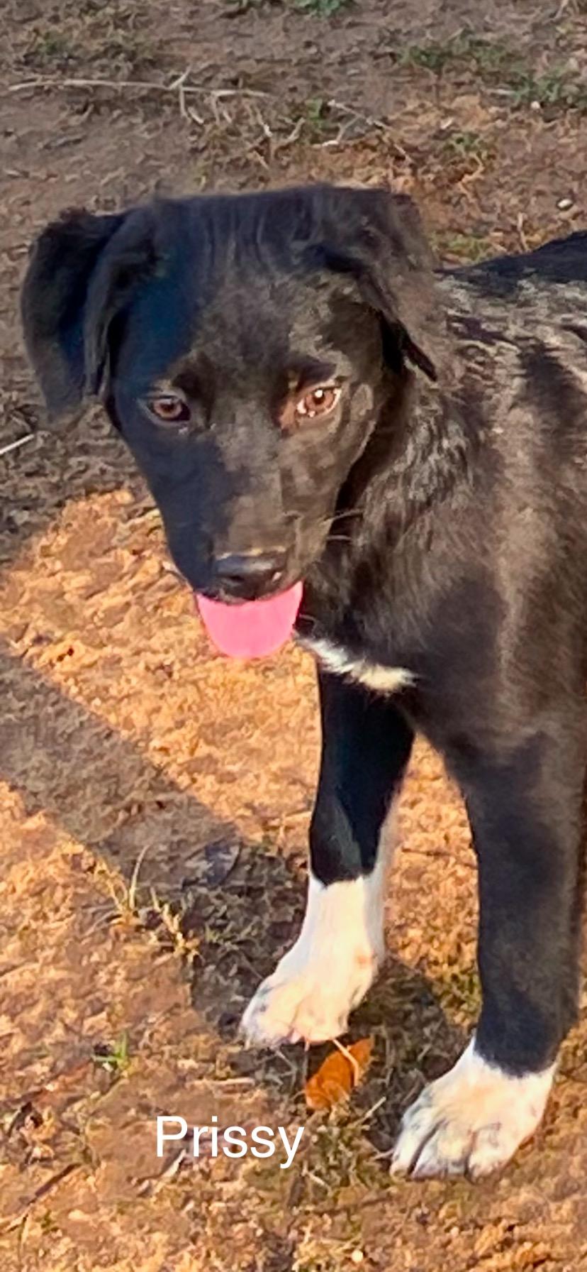 Enlarge Prissy *SPONSORED FEE*, a Adoptable mixed breed in Sharon, VT image 1/2