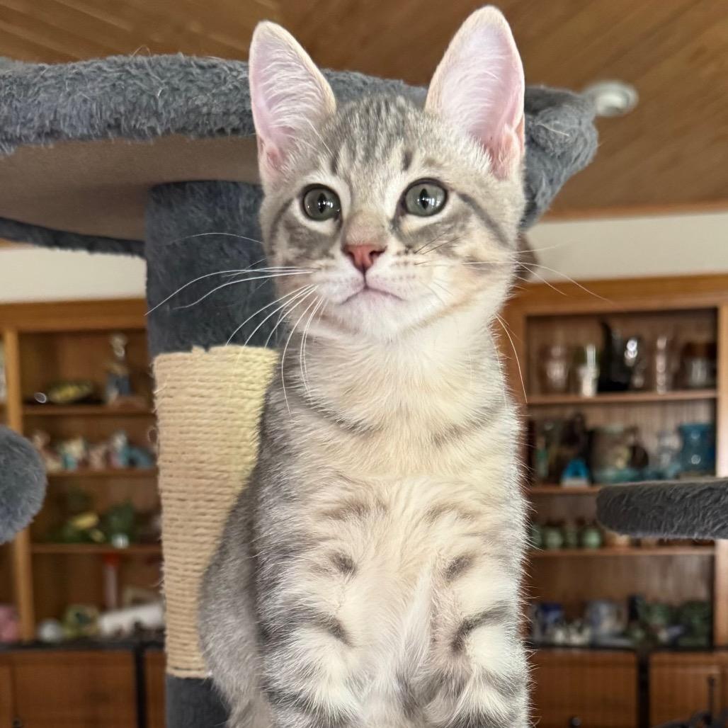 Blessing, Adoptable, Kitten Male Domestic Short Hair.
