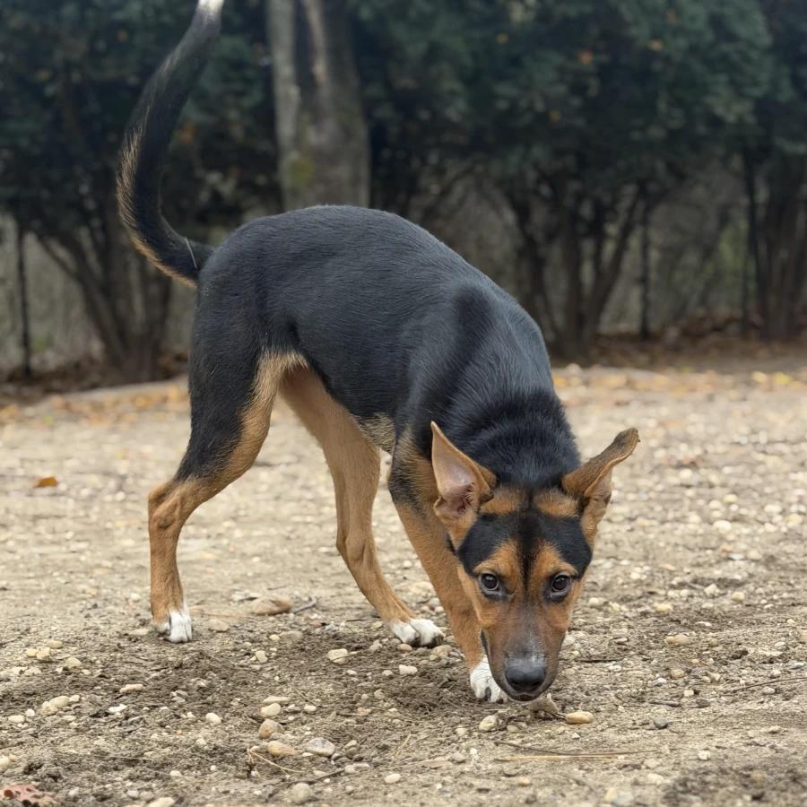 Paprika, Adoptable, Puppy Female Mixed Breed.