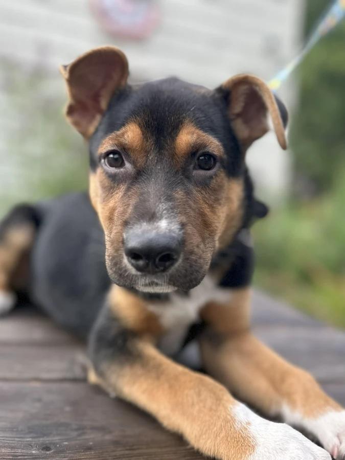 Paprika, a Adoptable Mixed Breed in Lindenhurst, NY image 3/4