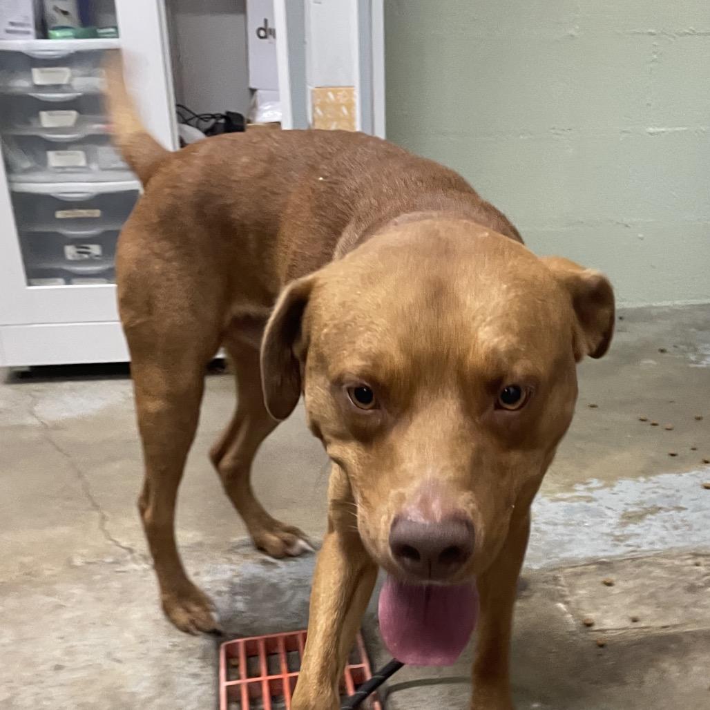 Enlarge Jordache, a Adoptable Pit Bull Terrier in Eureka Springs, AR image 1/1
