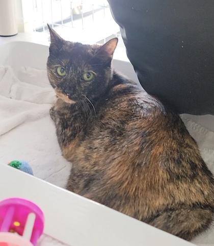 Enlarge Matilda, a Adoptable mixed breed in Elmira, NY image 1/1