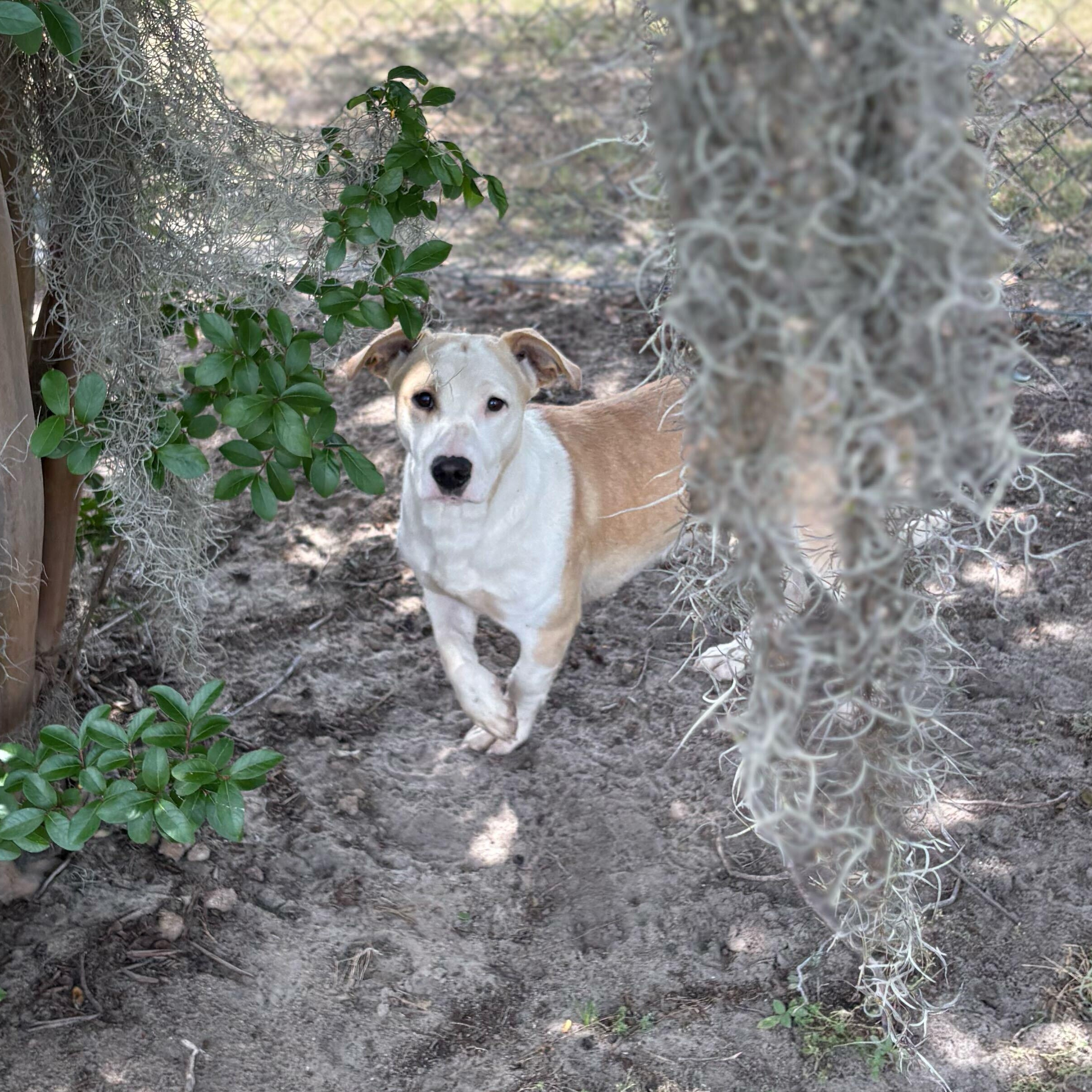 Brigid, ADOPTABLE, Young Female Basset Hound & Bulldog.