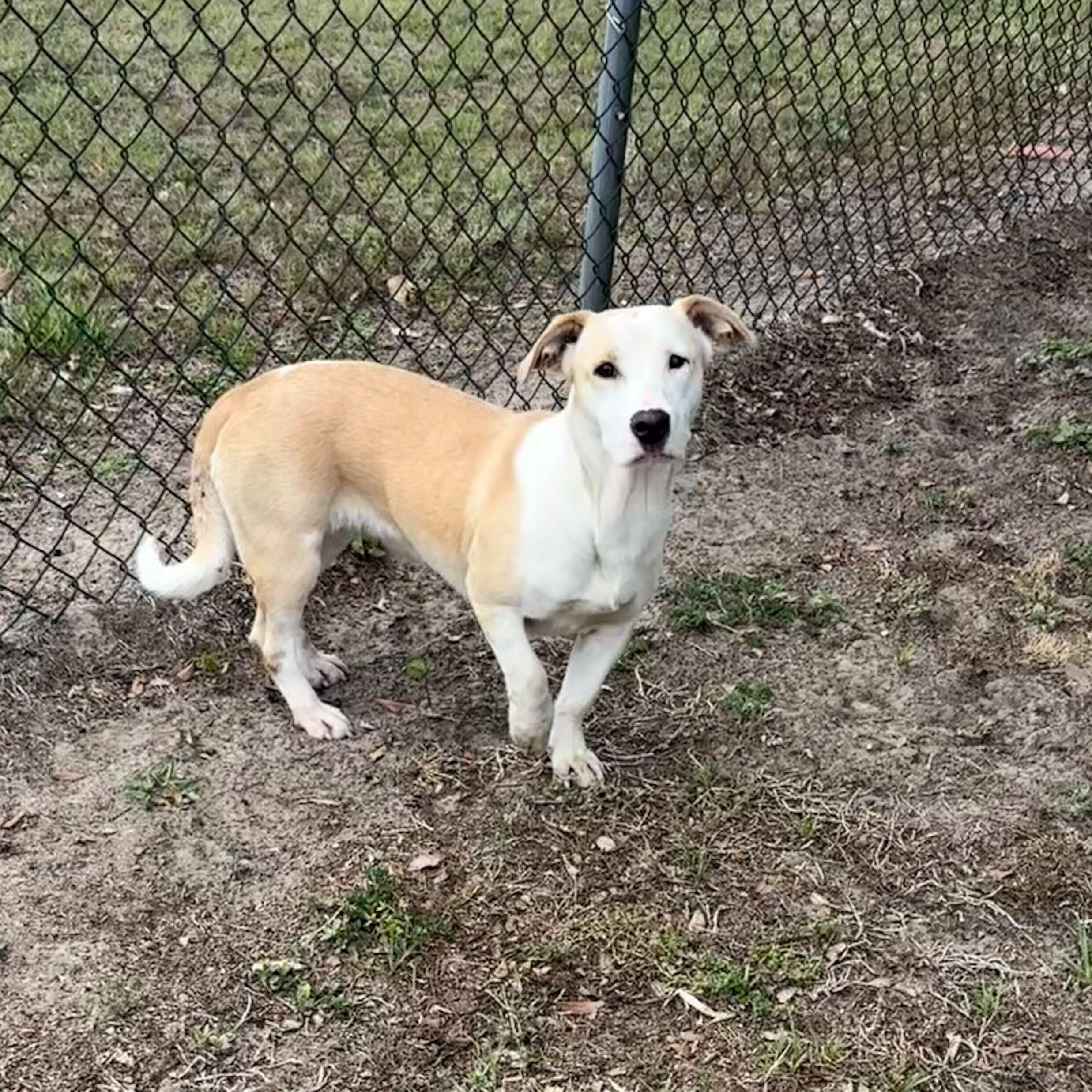 Enlarge Brigid, an adopted mixed breed in Valdosta, GA image 5/5