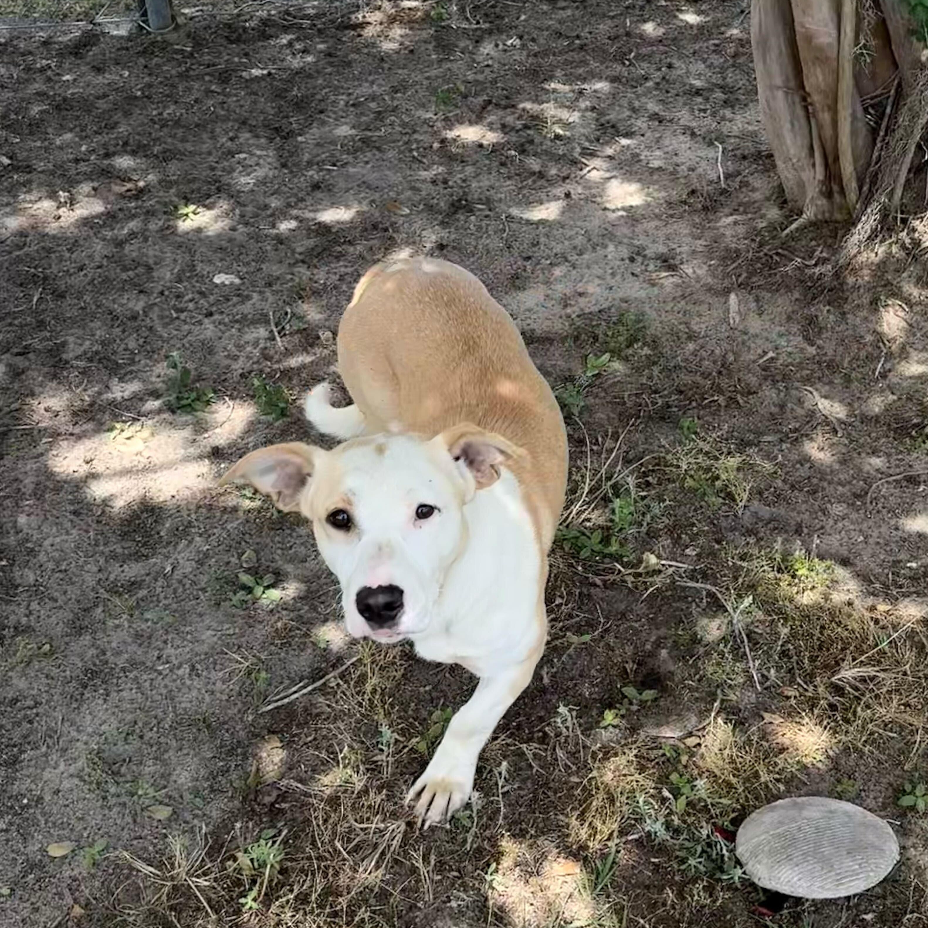 Enlarge Brigid, an adopted mixed breed in Valdosta, GA image 2/5