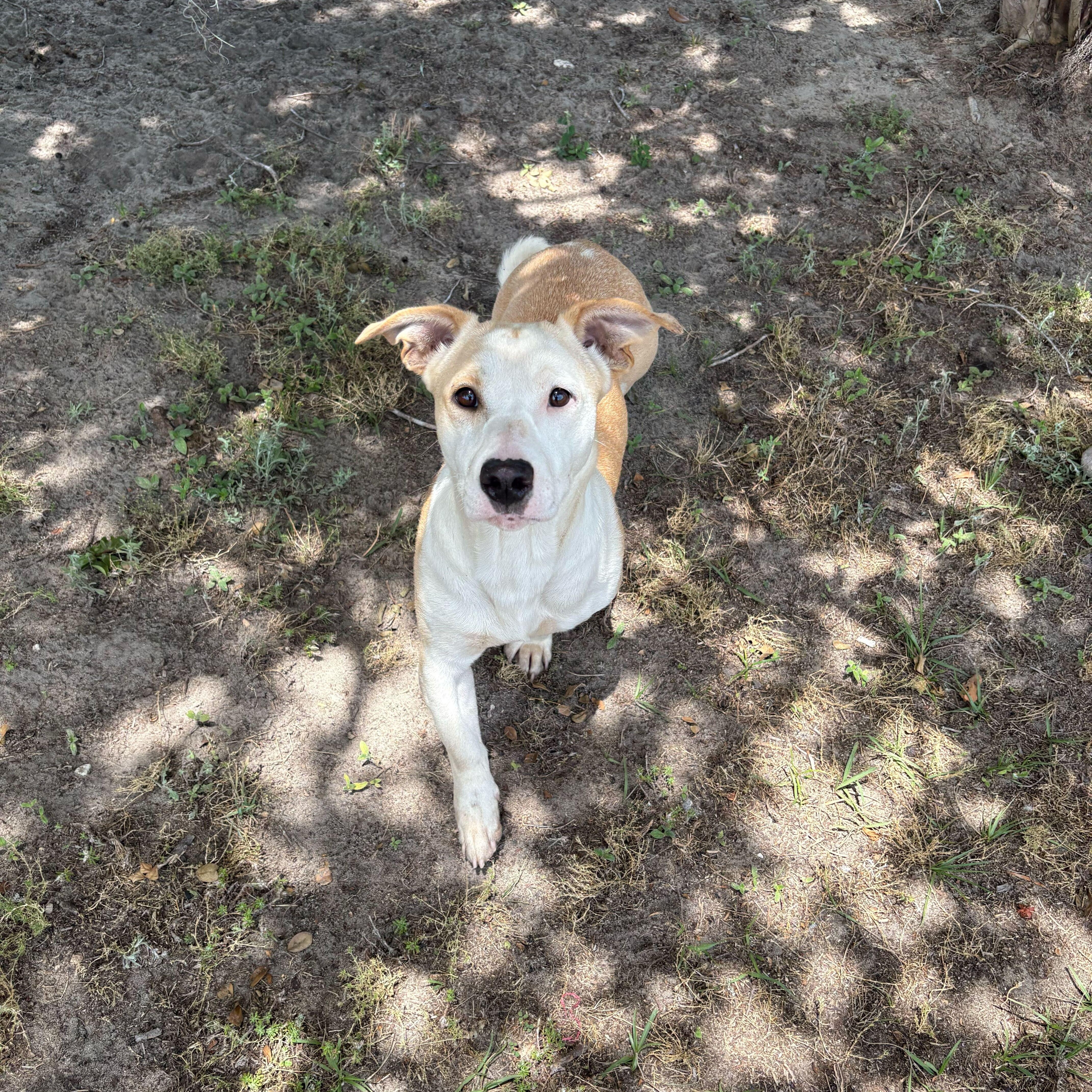 Enlarge Brigid, an adopted mixed breed in Valdosta, GA image 3/5