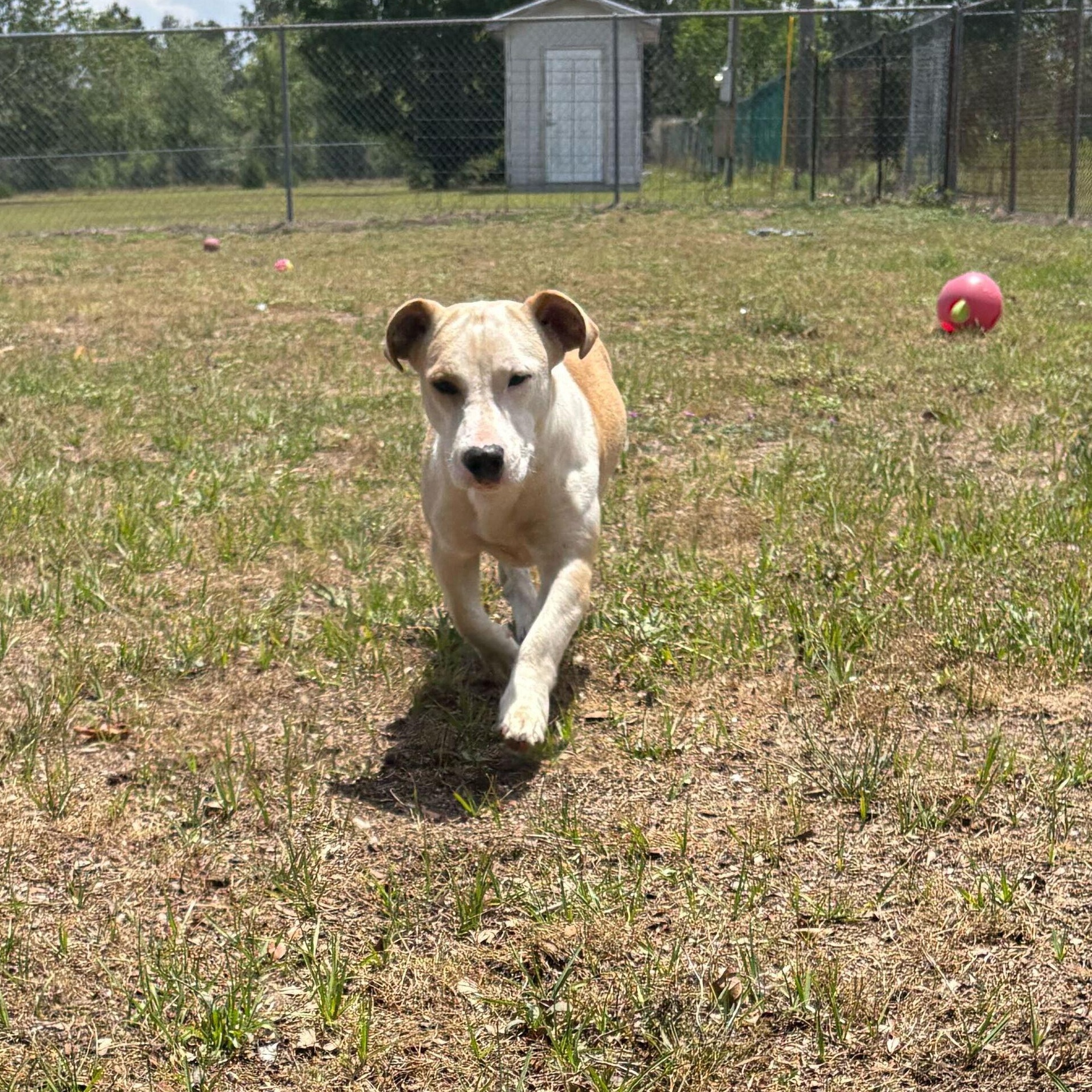 Enlarge Brigid, an adopted mixed breed in Valdosta, GA image 4/5