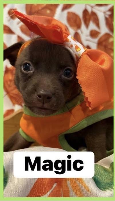 Enlarge Magic, a Adoptable mixed breed in Scranton, PA image 1/1