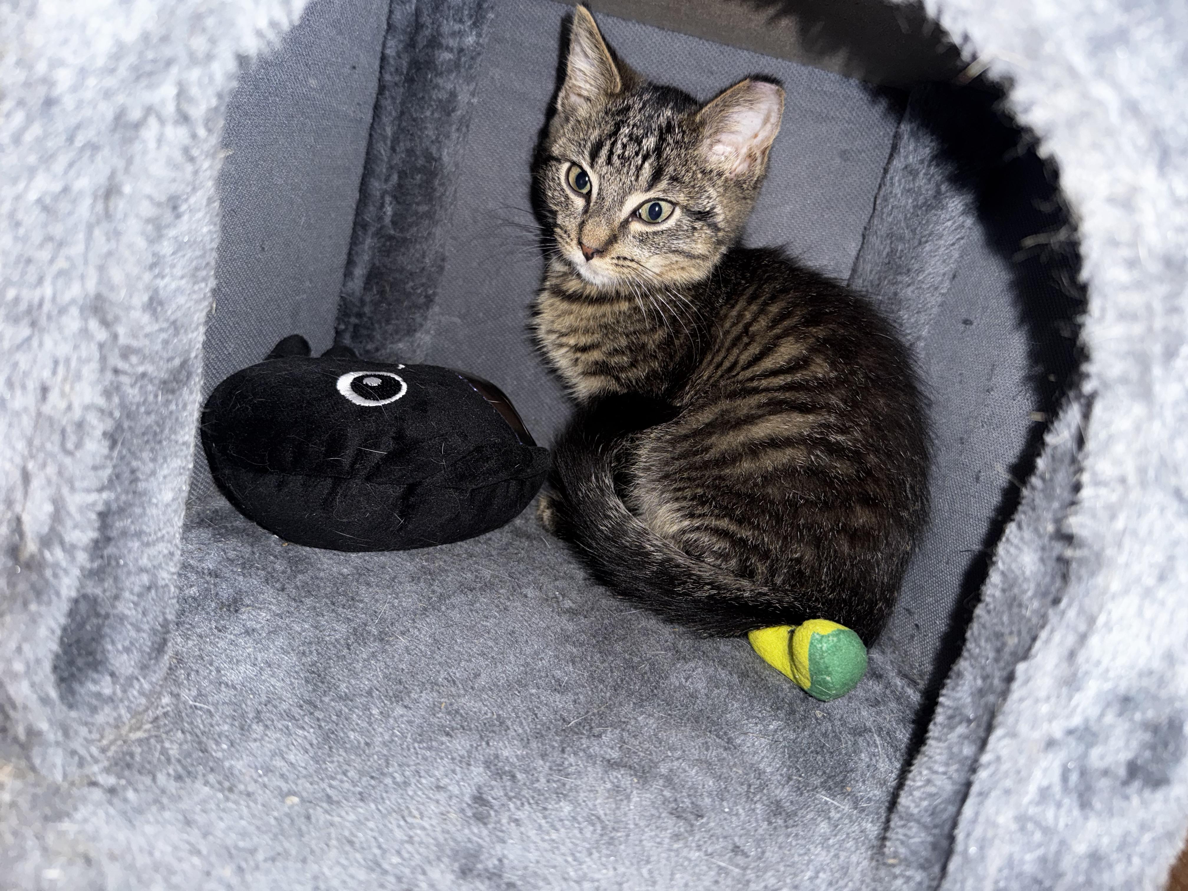 Enlarge Teddy, a Adopted Domestic Short Hair in Batavia, OH image 1/1