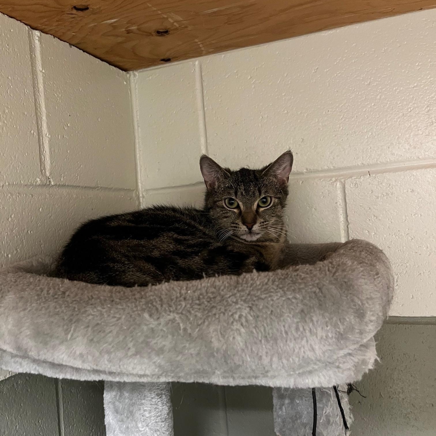 Enlarge Sofia, a ADOPTABLE Domestic Short Hair in St Thomas, ON image 2/2