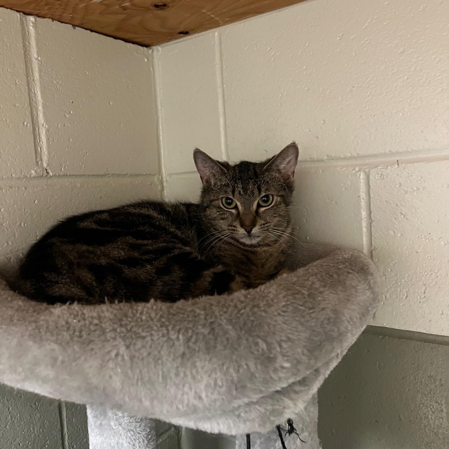 Enlarge Sofia, a ADOPTABLE Domestic Short Hair in St Thomas, ON image 1/2