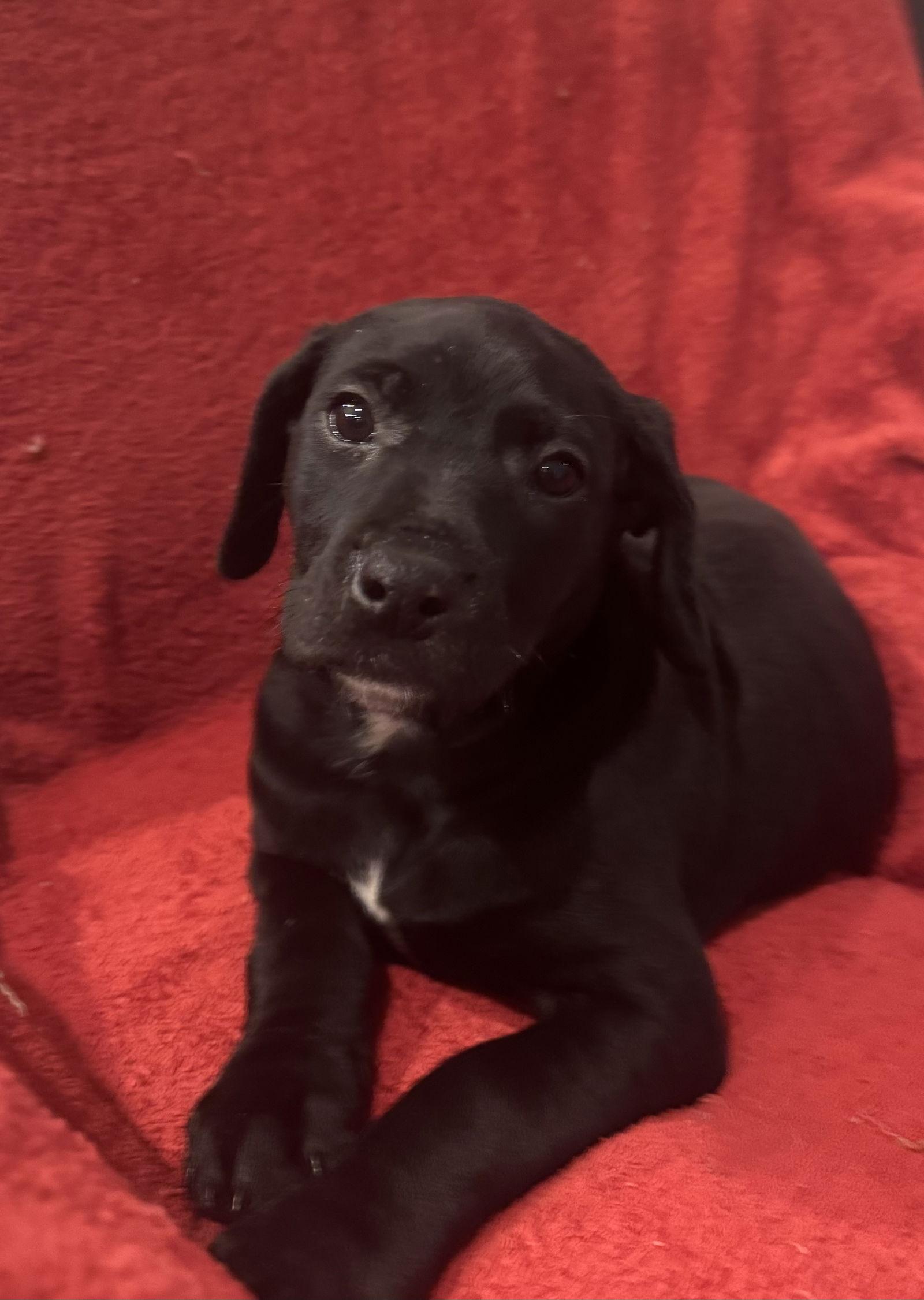 Madison, ADOPTABLE, Puppy Female Doberman Pinscher & Miniature Schnauzer.