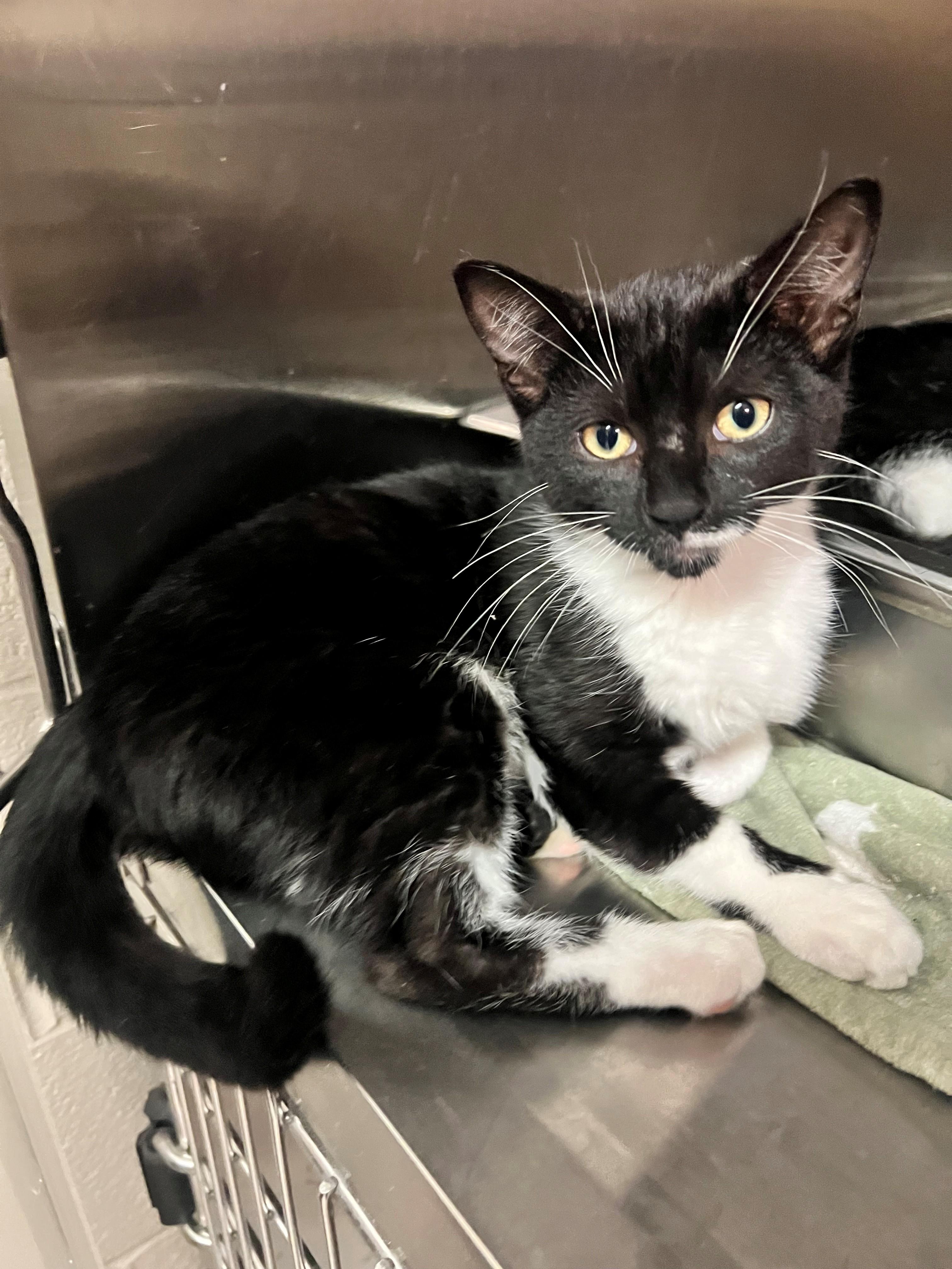 Donut CS-141/26, ADOPTABLE, Young Female Domestic Short Hair.